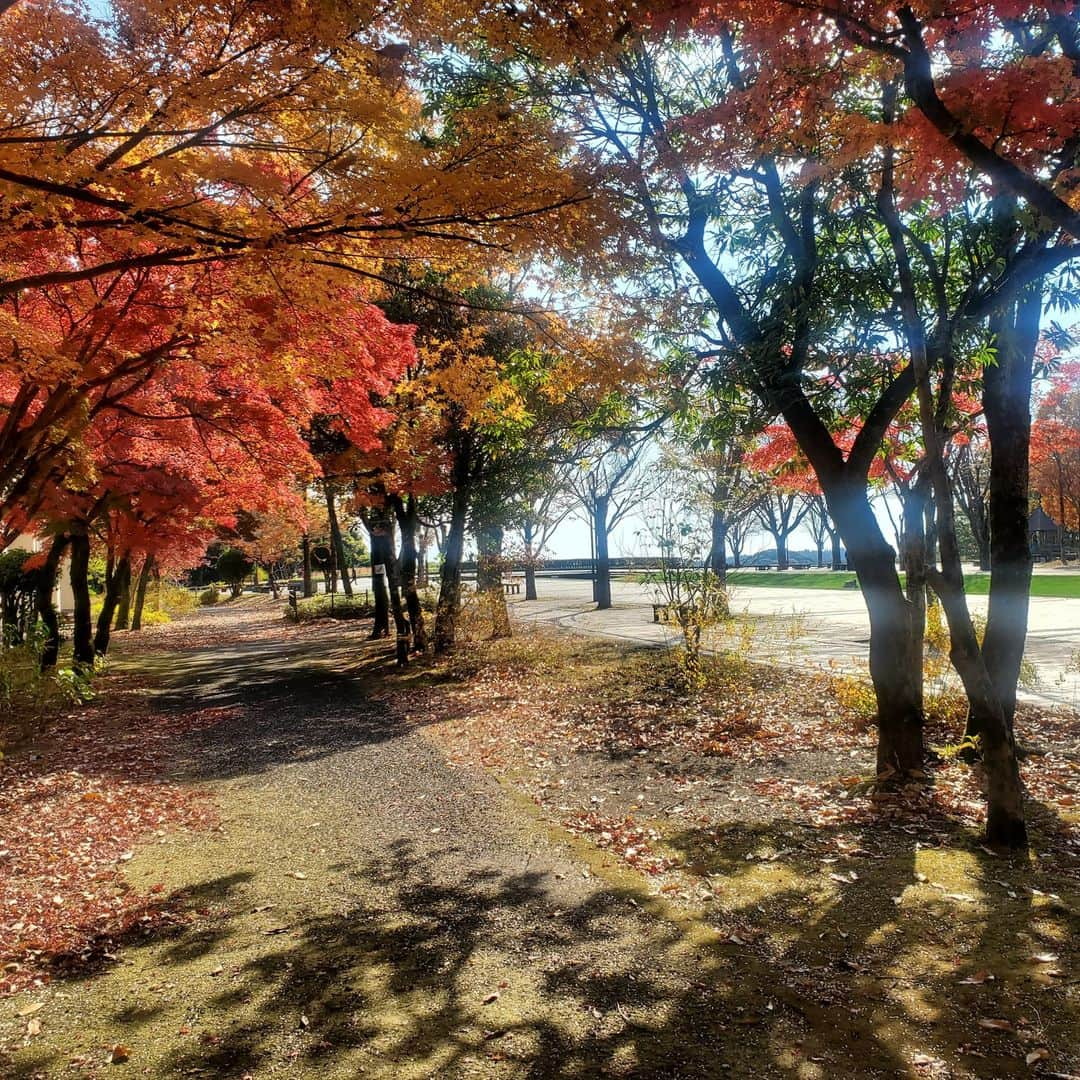 kagoshima_lixil_fudosanさんのインスタグラム写真 - (kagoshima_lixil_fudosanInstagram)「紅葉が美しい季節です^ ^  ＃健康の森 ＃鹿児島公園 ＃秋の風景 ＃紅葉  ＃紅葉スポット  ＃lixil不動産ショップ＃鹿児島不動産」11月27日 12時10分 - kagoshima_lixil_fudosan_arata