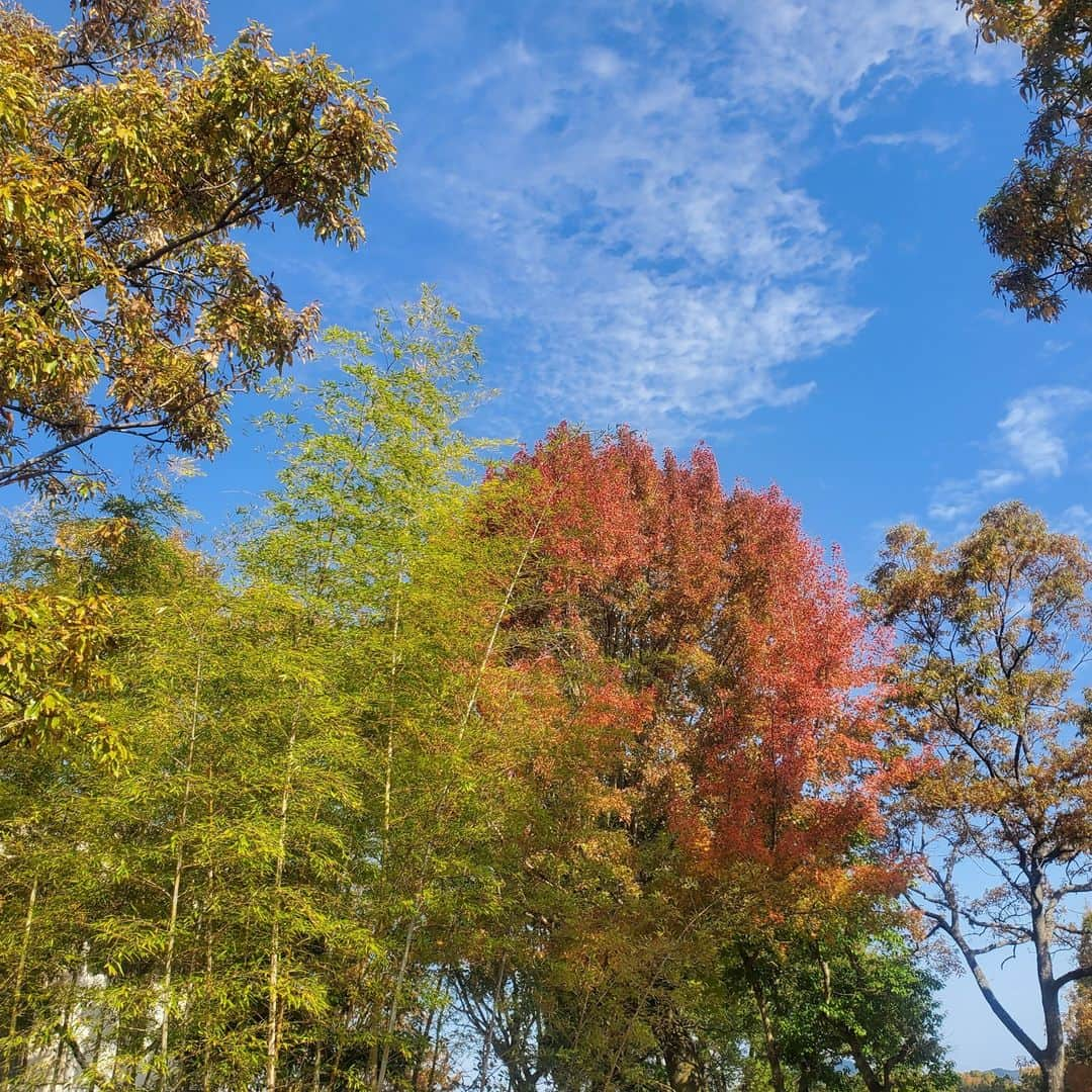 kagoshima_lixil_fudosanさんのインスタグラム写真 - (kagoshima_lixil_fudosanInstagram)「紅葉が美しい季節です^ ^  ＃健康の森 ＃鹿児島公園 ＃秋の風景 ＃紅葉  ＃紅葉スポット  ＃lixil不動産ショップ＃鹿児島不動産」11月27日 12時10分 - kagoshima_lixil_fudosan_arata