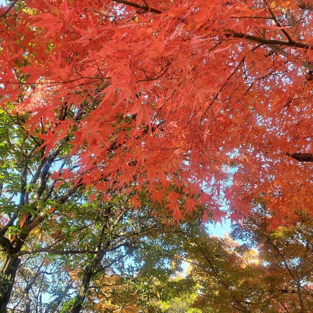 kagoshima_lixil_fudosanさんのインスタグラム写真 - (kagoshima_lixil_fudosanInstagram)「紅葉が美しい季節です^ ^  ＃健康の森 ＃鹿児島公園 ＃秋の風景 ＃紅葉  ＃紅葉スポット  ＃lixil不動産ショップ＃鹿児島不動産」11月27日 12時10分 - kagoshima_lixil_fudosan_arata