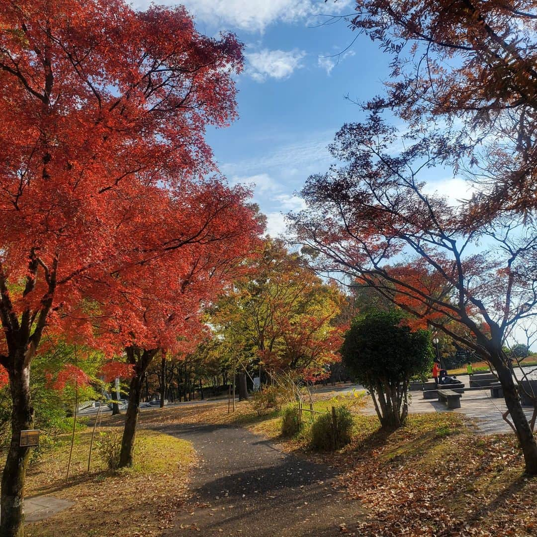 kagoshima_lixil_fudosanさんのインスタグラム写真 - (kagoshima_lixil_fudosanInstagram)「紅葉が美しい季節です^ ^  ＃健康の森 ＃鹿児島公園 ＃秋の風景 ＃紅葉  ＃紅葉スポット  ＃lixil不動産ショップ＃鹿児島不動産」11月27日 12時10分 - kagoshima_lixil_fudosan_arata