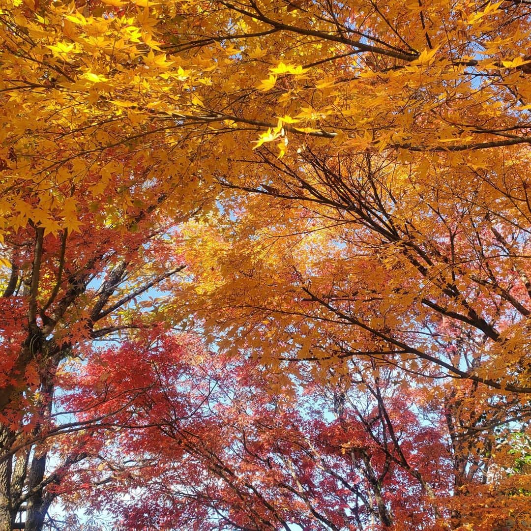 kagoshima_lixil_fudosanのインスタグラム：「紅葉が美しい季節です^ ^  ＃健康の森 ＃鹿児島公園 ＃秋の風景 ＃紅葉  ＃紅葉スポット  ＃lixil不動産ショップ＃鹿児島不動産」