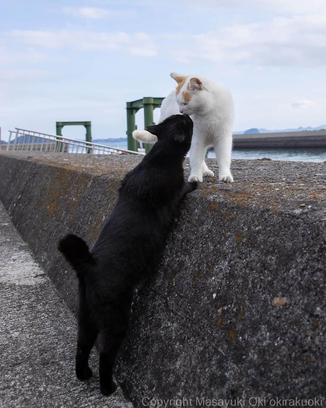 Masayukiのインスタグラム：「背伸びしてキス。  #cat #ねこ #猫 #東京カメラ部 #nekoclub  #yourshotphotographer  #my_eos_photo」
