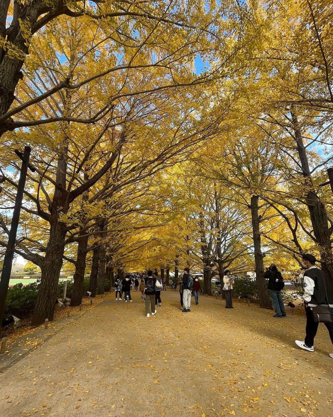 松雪彩花さんのインスタグラム写真 - (松雪彩花Instagram)「いちょうに囲まれて🍂 昭和記念公園は広かった。」11月27日 12時59分 - ayakamatsuyuki