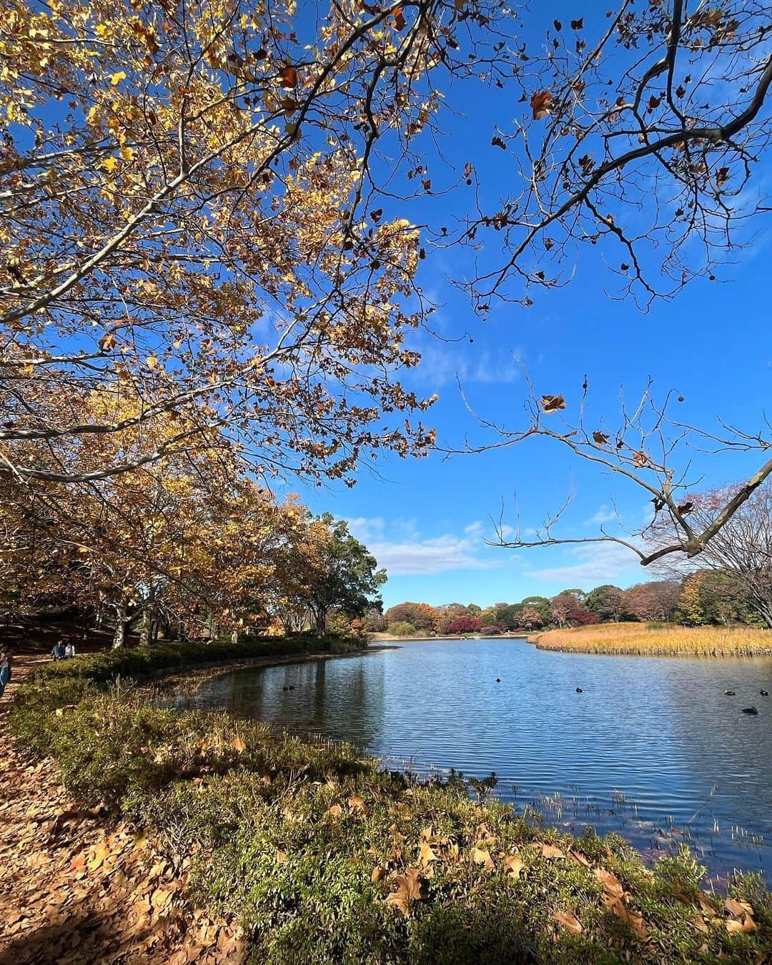 松雪彩花さんのインスタグラム写真 - (松雪彩花Instagram)「いちょうに囲まれて🍂 昭和記念公園は広かった。」11月27日 12時59分 - ayakamatsuyuki