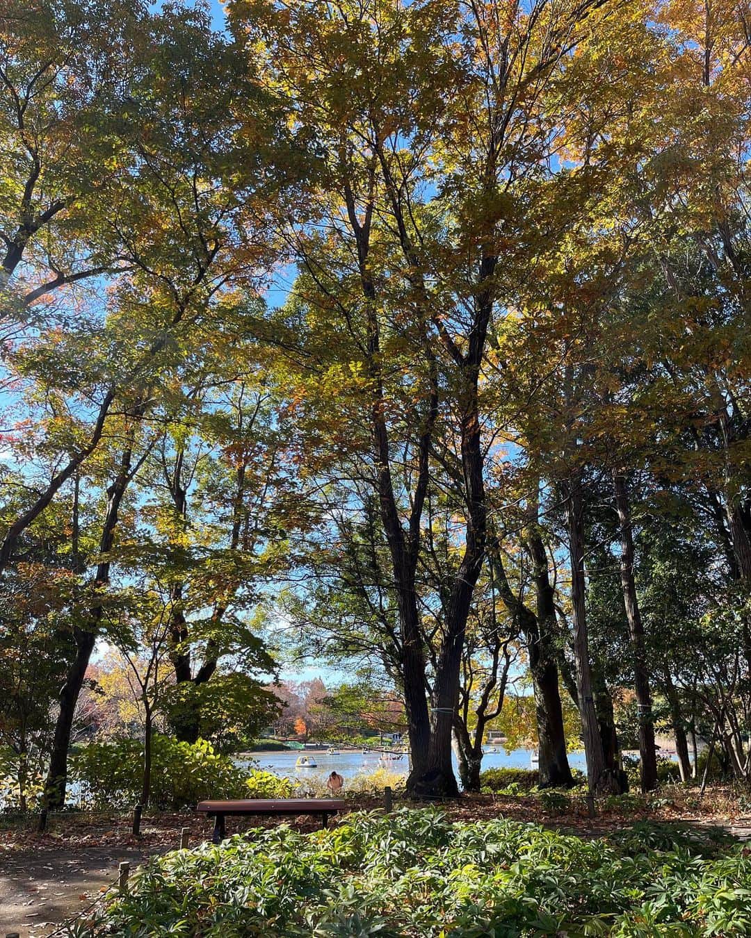 松雪彩花さんのインスタグラム写真 - (松雪彩花Instagram)「いちょうに囲まれて🍂 昭和記念公園は広かった。」11月27日 12時59分 - ayakamatsuyuki