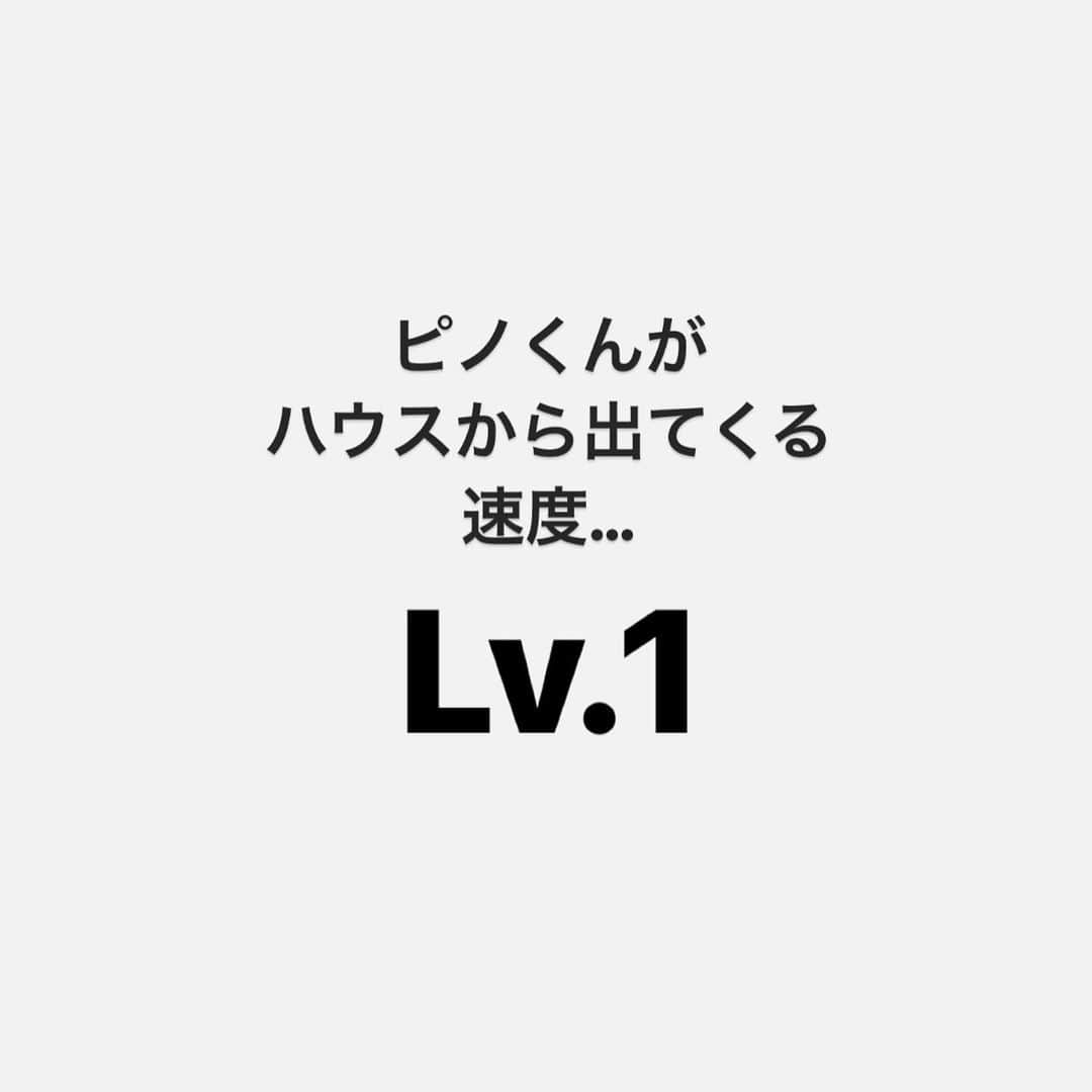 PECOねこ部さんのインスタグラム写真 - (PECOねこ部Instagram)「「本気を出した猫さん🚀」 ㅤㅤ 今回ご紹介したのは、以前PECOの記事で紹介した… @tete__0918さん（ピノくん） 他にも素敵なお写真がたくさんあるので ぜひ遊びに行ってみてね♪ ㅤㅤ ㅤㅤ今後、投稿は#PECO記事 に貯蓄していくよ📚 ぜひ、いいね♡保存をしてお楽しみ下さい🐶✨ ㅤㅤ 〖 #ペコねこ部（ #pecoいぬ部 ） 〗をつけてご投稿いただくと PECOのSNSで楽しくご紹介させていただきます😋 フォロー&コメントお待ちしています✨ ㅤㅤ ㅤㅤ  ============================== @pecocats（ @pecodogs ）☚YouTubeでも可愛いワンニャン紹介中🐶💕 ==============================  #猫部 #ふわもこ部 #猫好きな人と繋がりたい #catstagram #catlover #냥스타그램 #캣스타그램  #マンチカン #スコティッシュフォールド」11月27日 13時02分 - pecocats