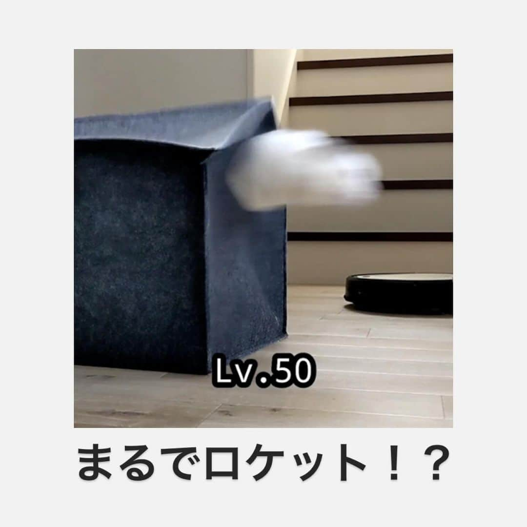 PECOねこ部のインスタグラム：「「本気を出した猫さん🚀」 ㅤㅤ 今回ご紹介したのは、以前PECOの記事で紹介した… @tete__0918さん（ピノくん） 他にも素敵なお写真がたくさんあるので ぜひ遊びに行ってみてね♪ ㅤㅤ ㅤㅤ今後、投稿は#PECO記事 に貯蓄していくよ📚 ぜひ、いいね♡保存をしてお楽しみ下さい🐶✨ ㅤㅤ 〖 #ペコねこ部（ #pecoいぬ部 ） 〗をつけてご投稿いただくと PECOのSNSで楽しくご紹介させていただきます😋 フォロー&コメントお待ちしています✨ ㅤㅤ ㅤㅤ  ============================== @pecocats（ @pecodogs ）☚YouTubeでも可愛いワンニャン紹介中🐶💕 ==============================  #猫部 #ふわもこ部 #猫好きな人と繋がりたい #catstagram #catlover #냥스타그램 #캣스타그램  #マンチカン #スコティッシュフォールド」