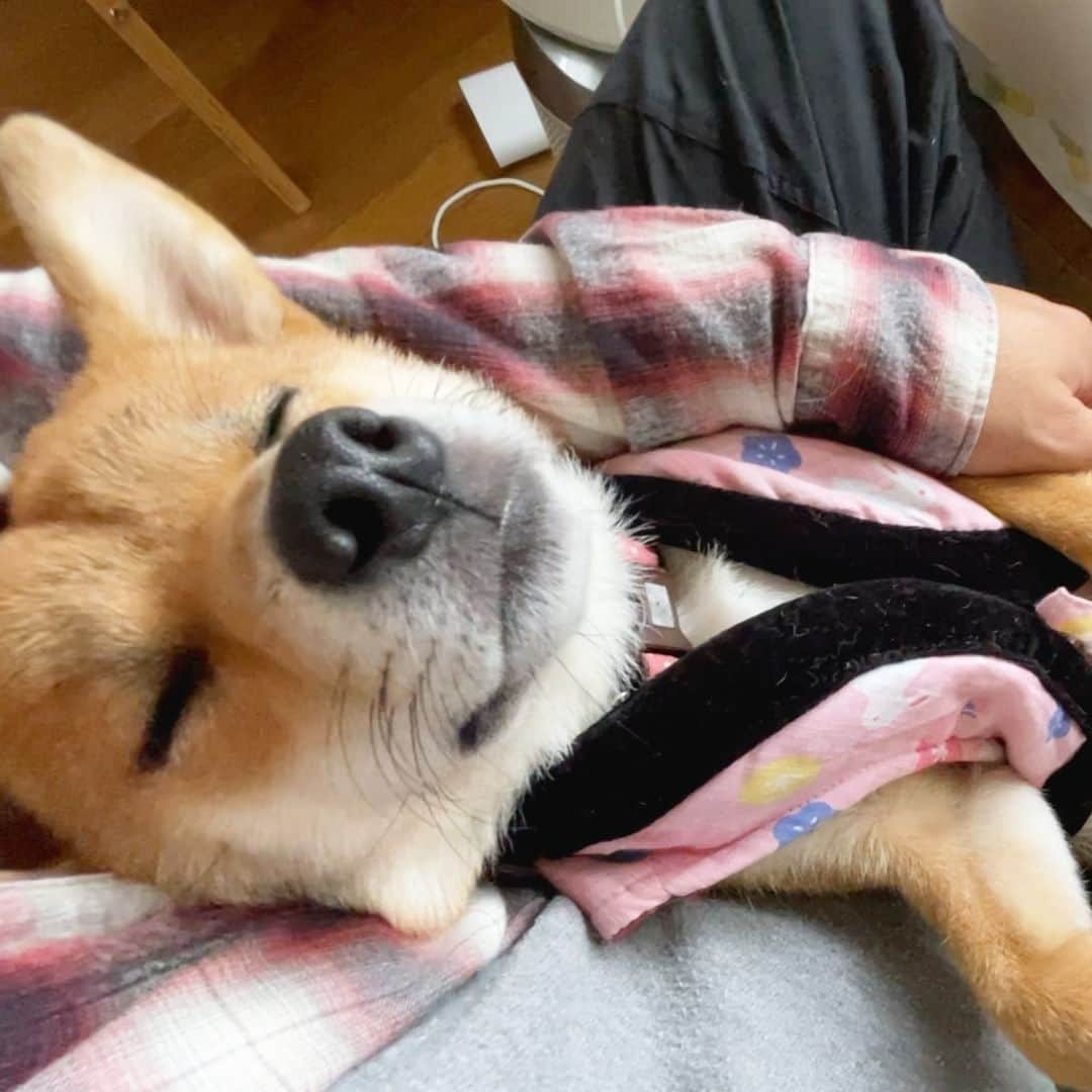 柴犬小春さんのインスタグラム写真 - (柴犬小春Instagram)「ちゃんちゃんこを着て眠る柴犬 すやすや」11月27日 13時18分 - kohachannel