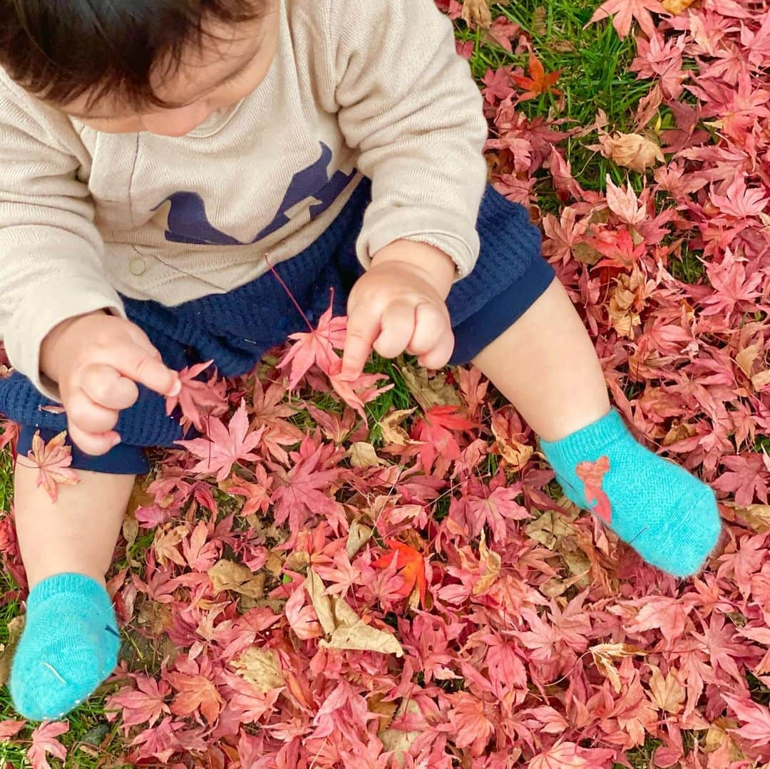 佐々木あさひのインスタグラム：「美しい季節🍁」