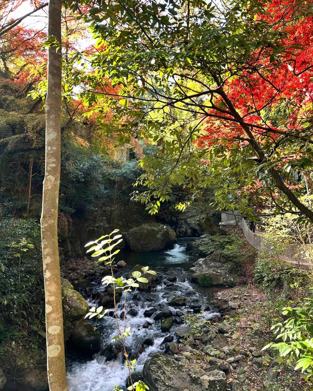 穂川果音さんのインスタグラム写真 - (穂川果音Instagram)「どうも紅葉リサーチャーです🍁笑笑 11月25日時点での湯河原の万葉公園での紅葉の様子！ まだ緑色の葉っぱも多いけど、綺麗な赤色に色づいているところもあって、見頃はもう少し後かなぁという印象ですが、長い期間紅葉が楽しめそうでした〜✨  万葉公園は初めて行ったんだけど、滝があったり足湯やテラスもあったりお散歩がとても楽しめる施設で良かったよ〜😊  #国内旅行 #湯河原　#湯河原観光 #japantravel #紅葉　#autumnleaves #yugawara」11月27日 13時45分 - hokawakanonn