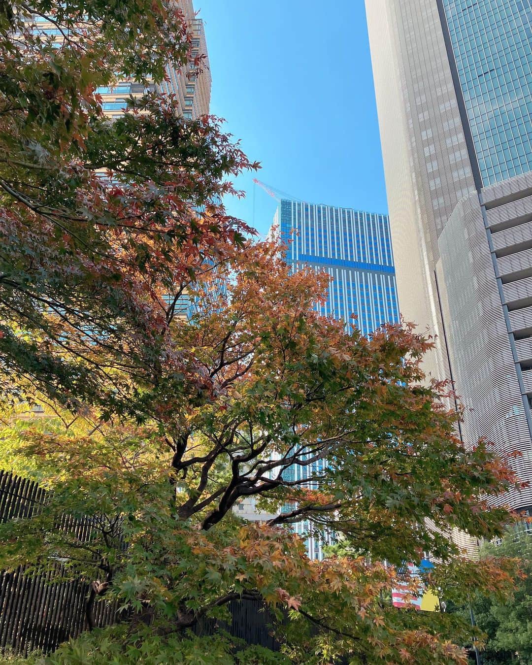 アメリカ大使館のインスタグラム：「ここ数日の寒さのおかげで、在日米国大使館の門のもみじの木が紅葉しはじめました🍁  The maple trees in front of the U.S. Embassy in Tokyo have started changing colors thanks to Tokyo’s cooler temperature these past few days🍁🍂  #autumnleaves #tokyoautumn #momiji #紅葉 #もみじ」