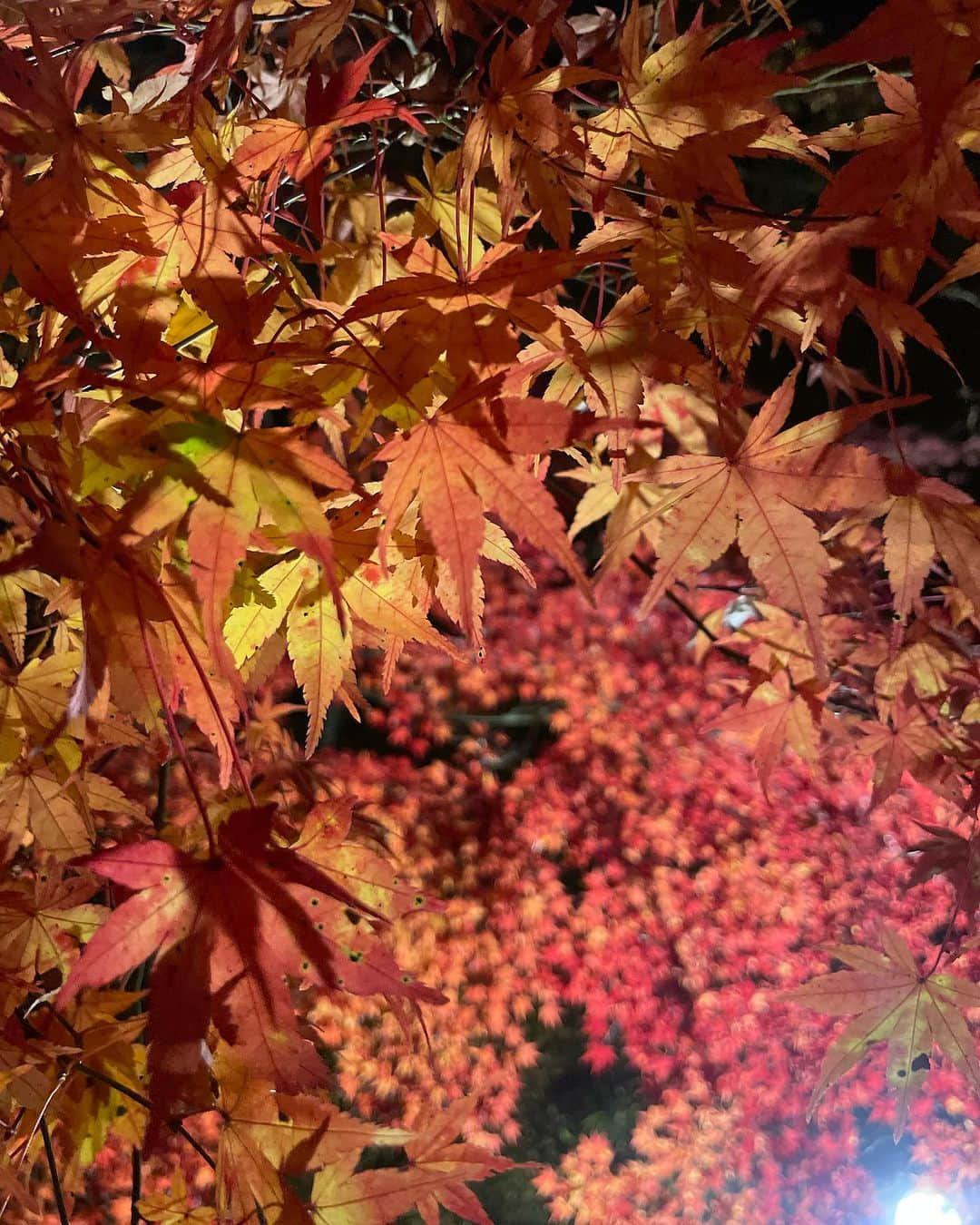 森友里恵さんのインスタグラム写真 - (森友里恵Instagram)「色々な表情のもみじちゃん🍁」11月27日 14時05分 - yucrebie