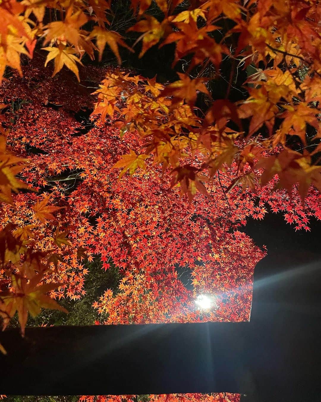 森友里恵さんのインスタグラム写真 - (森友里恵Instagram)「色々な表情のもみじちゃん🍁」11月27日 14時05分 - yucrebie