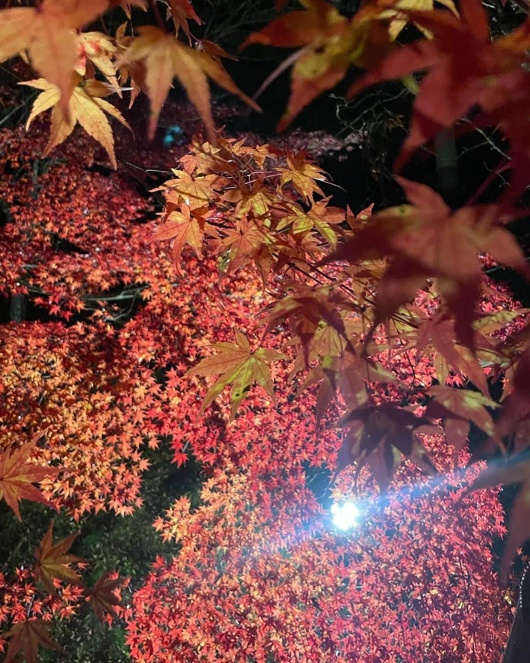 森友里恵さんのインスタグラム写真 - (森友里恵Instagram)「色々な表情のもみじちゃん🍁」11月27日 14時05分 - yucrebie