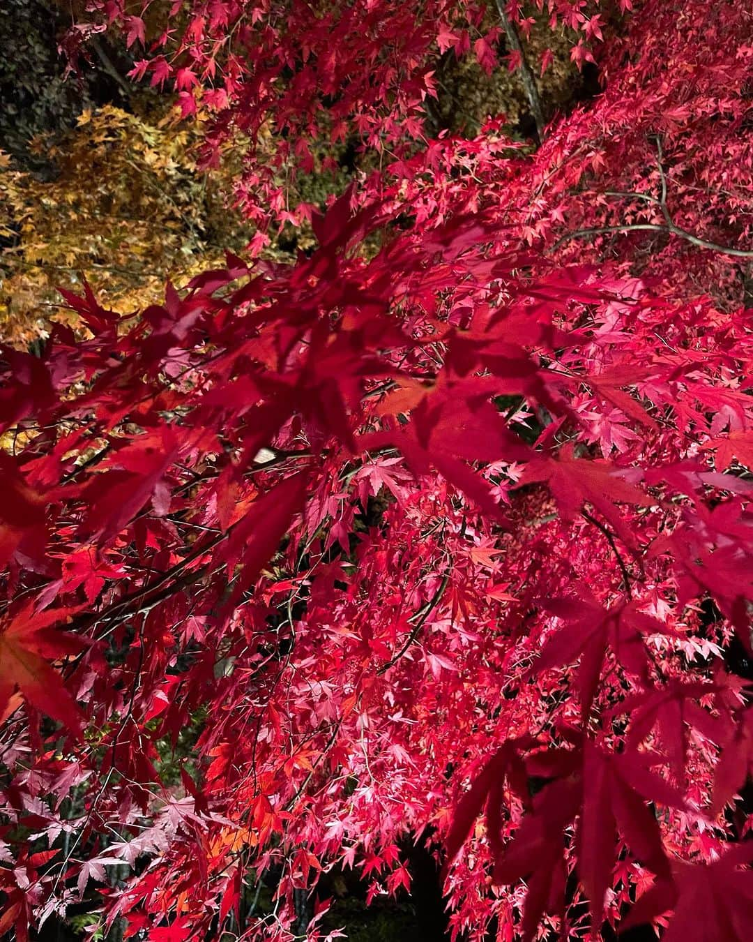 森友里恵さんのインスタグラム写真 - (森友里恵Instagram)「色々な表情のもみじちゃん🍁」11月27日 14時05分 - yucrebie