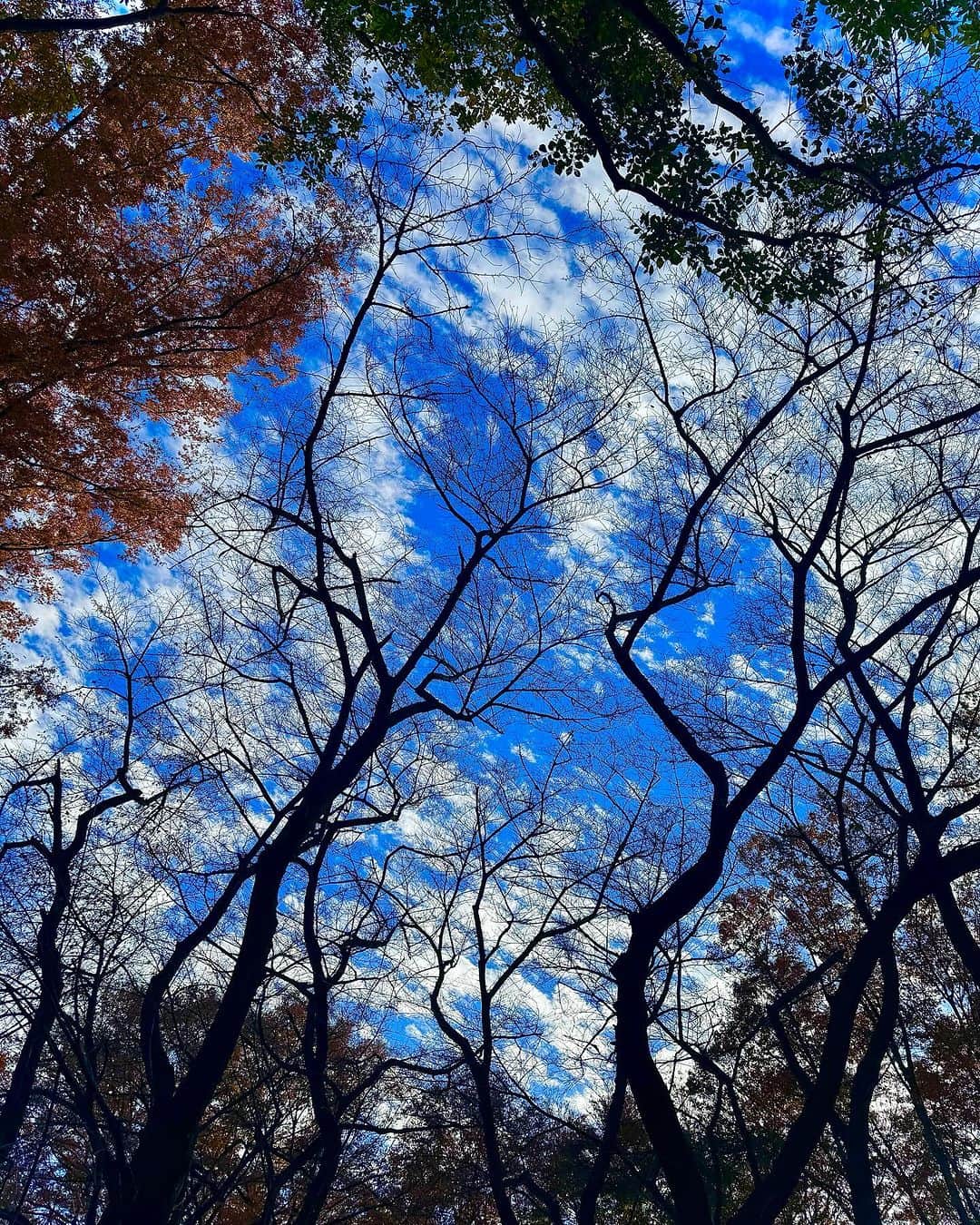 蜷川実花さんのインスタグラム写真 - (蜷川実花Instagram)「大変な時こそ身近な景色をきちんと眺める。 なんて世界は美しいんだろう🩵 丁寧に集中して素敵な瞬間を探すと本当に世界が変わって見える。 少し視点を変えて過ごしてみて、いろんな素敵なことが見えてくると思う😊 #mikaninagawaflowers #砧公園」11月28日 1時13分 - ninagawamika