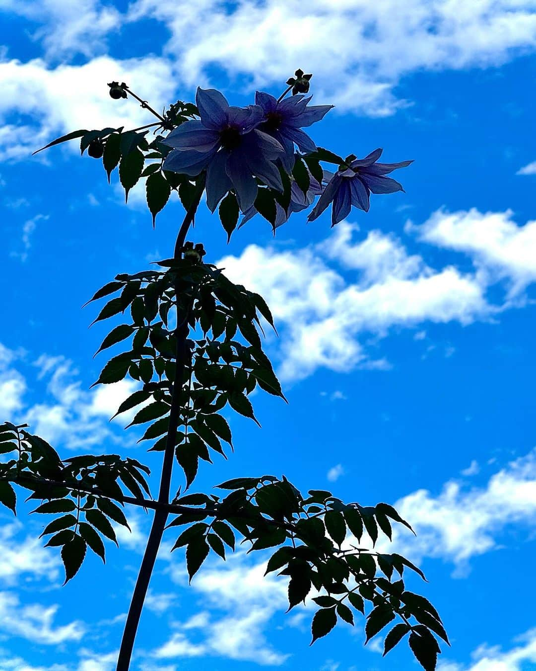 蜷川実花さんのインスタグラム写真 - (蜷川実花Instagram)「大変な時こそ身近な景色をきちんと眺める。 なんて世界は美しいんだろう🩵 丁寧に集中して素敵な瞬間を探すと本当に世界が変わって見える。 少し視点を変えて過ごしてみて、いろんな素敵なことが見えてくると思う😊 #mikaninagawaflowers #砧公園」11月28日 1時13分 - ninagawamika