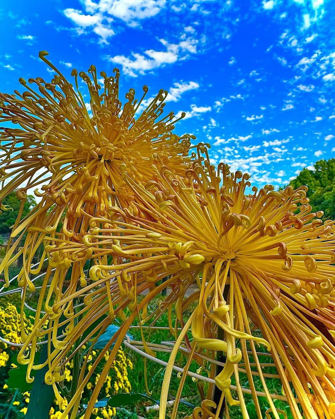 蜷川実花のインスタグラム：「大変な時こそ身近な景色をきちんと眺める。 なんて世界は美しいんだろう🩵 丁寧に集中して素敵な瞬間を探すと本当に世界が変わって見える。 少し視点を変えて過ごしてみて、いろんな素敵なことが見えてくると思う😊 #mikaninagawaflowers #砧公園」