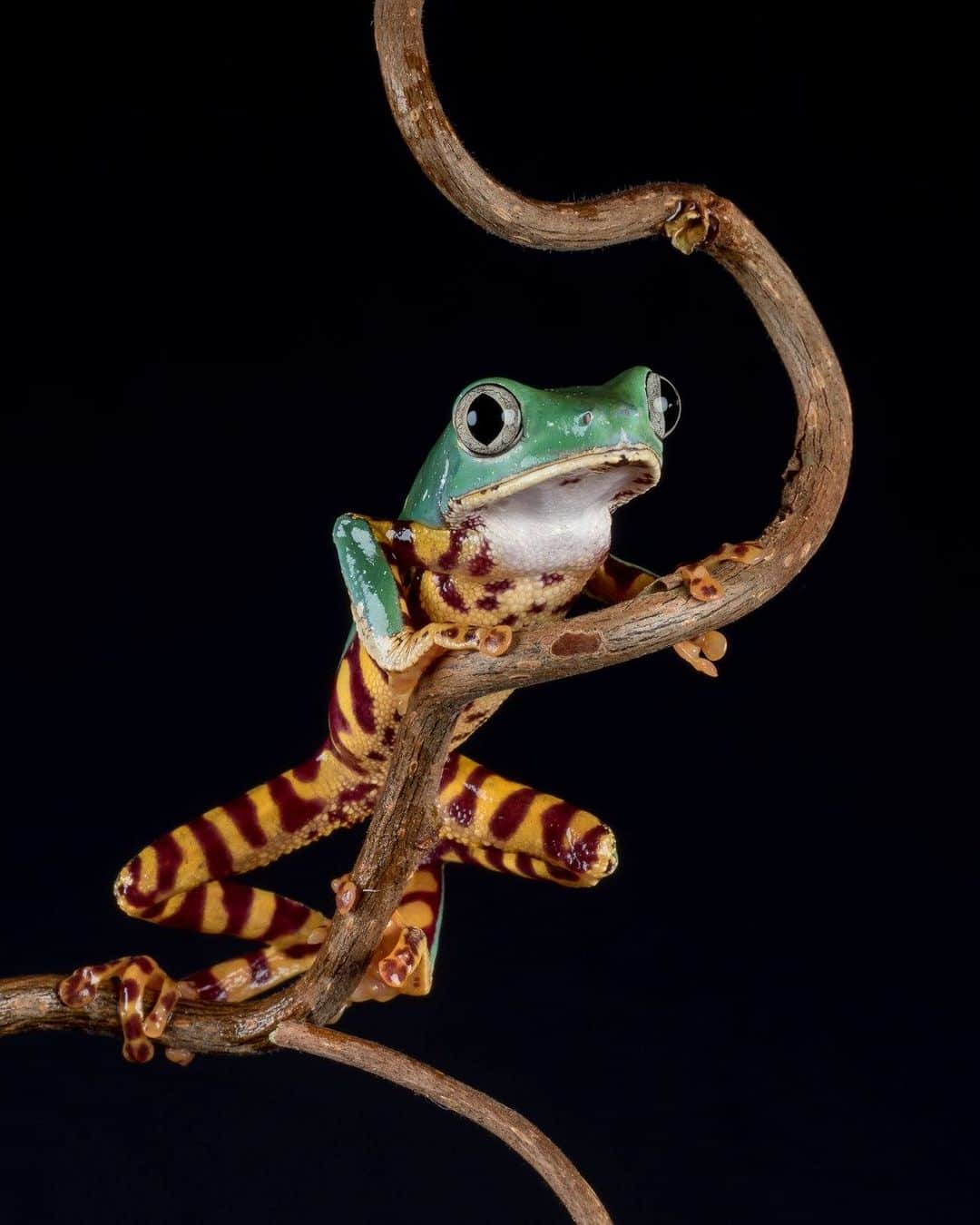 アメリカ自然史博物館のインスタグラム：「Hanging around in your pajamas? Get inspired by the tiger-striped tree frog (Callimedusa tomopterna). This nocturnal amphibian is distinguished by the striped pattern on its legs. Unlike many frogs, it doesn’t hop: Instead, it crawls through the trees like a monkey! It can be spotted in parts of South America including Brazil, Colombia, and Guyana.   Photo: Sue Cro,CC BY-NC 2.0, flickr  #nature #amazingnature #biodiversity #didyouknow #animalfacts #science」