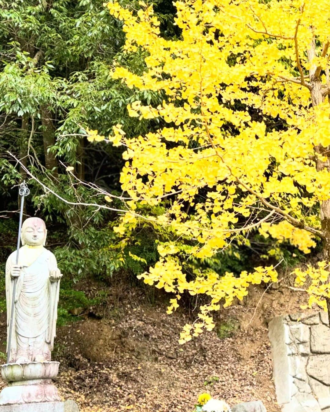 澤田修さんのインスタグラム写真 - (澤田修Instagram)「◆奈良・京都の旅 ⁡ 心安らぎました。  #長谷寺  #東大寺  #大仏殿  #平等院鳳凰堂」11月27日 23時46分 - nikushokuju1