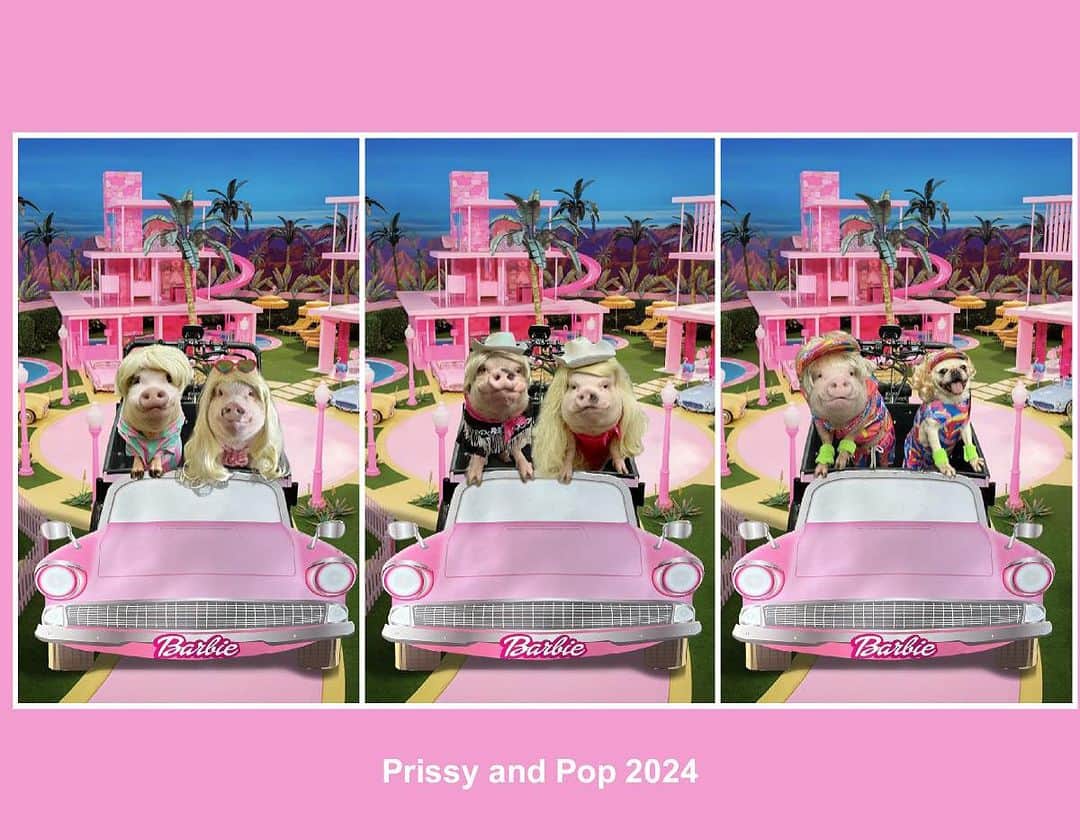 Priscilla and Poppletonのインスタグラム：「OUR 2024 CALENDARS ARE READY! Sorry for the delay! We have rescued 12 pigs, 5 cats and 3 hens in the last month. All proceeds go to them over @prissyandpops_helpinghooves. ThOINKs for your support! The link to purchase is https://www.createphotocalendars.com/Shop/prissyandpop (LINK IN BIO).🐷 📅 #2024calendar #piggypenn #poseyandpink #pigtailthepug #PrissyandPop」
