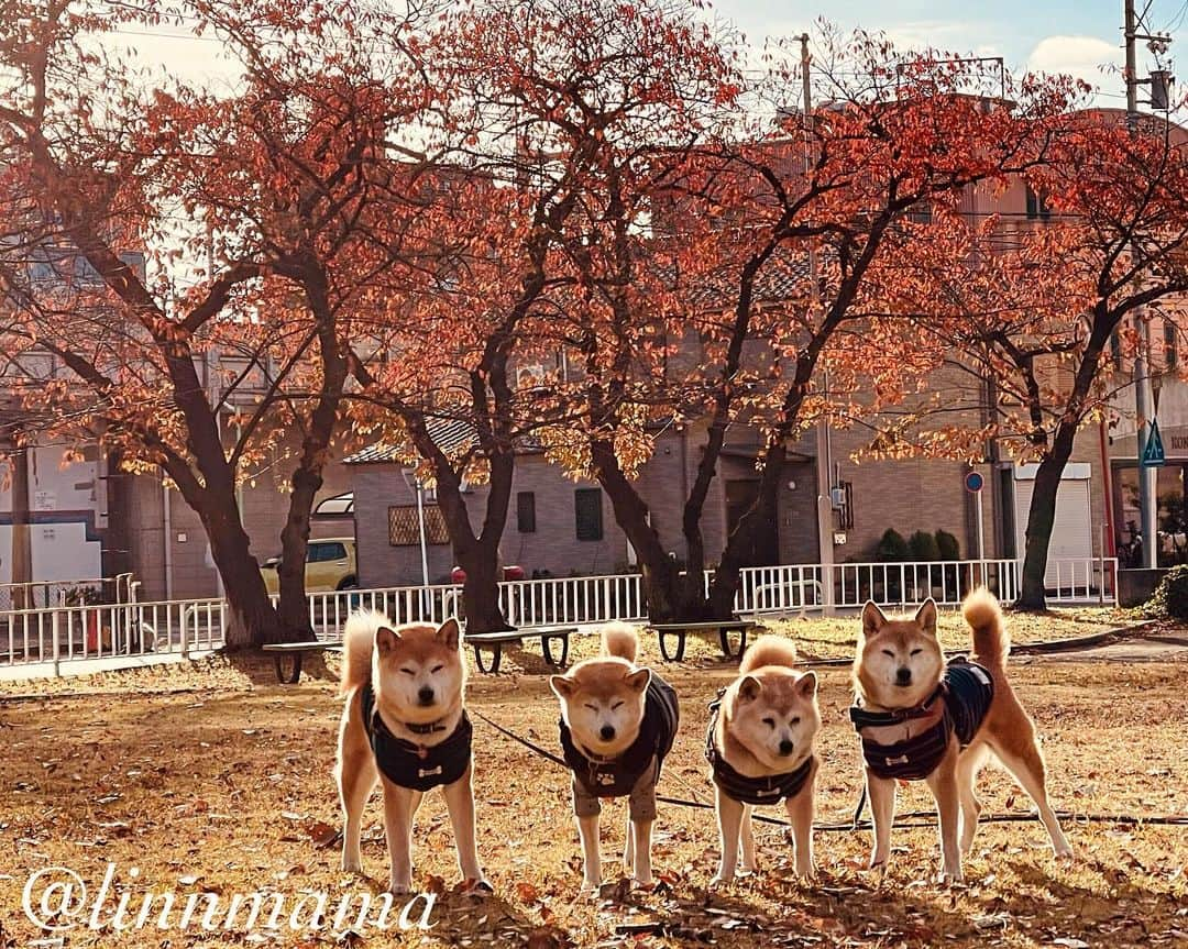 linnmamaのインスタグラム：「桜の紅葉🍁〜あさんぽの公園〜ご近所紅葉シリーズ😊〜よく見れば近所にもあるもんだ🥰〜今できることを精一杯、今日も元気でありがとう❣️ ＊ ＊ ＊ #柴犬#dog #柴犬凜の勇気凜々every day #shibastagram #my_eos_photo #eosr6 #eosr10  #ドッグフォトグラファーズ #iphone12 #iphone12promax  #2024凜ファミリーカレンダー発売中 #プロフィール欄からどうぞ #Amazon、楽天でも販売中 #あさんぽ#写活  #紅葉」