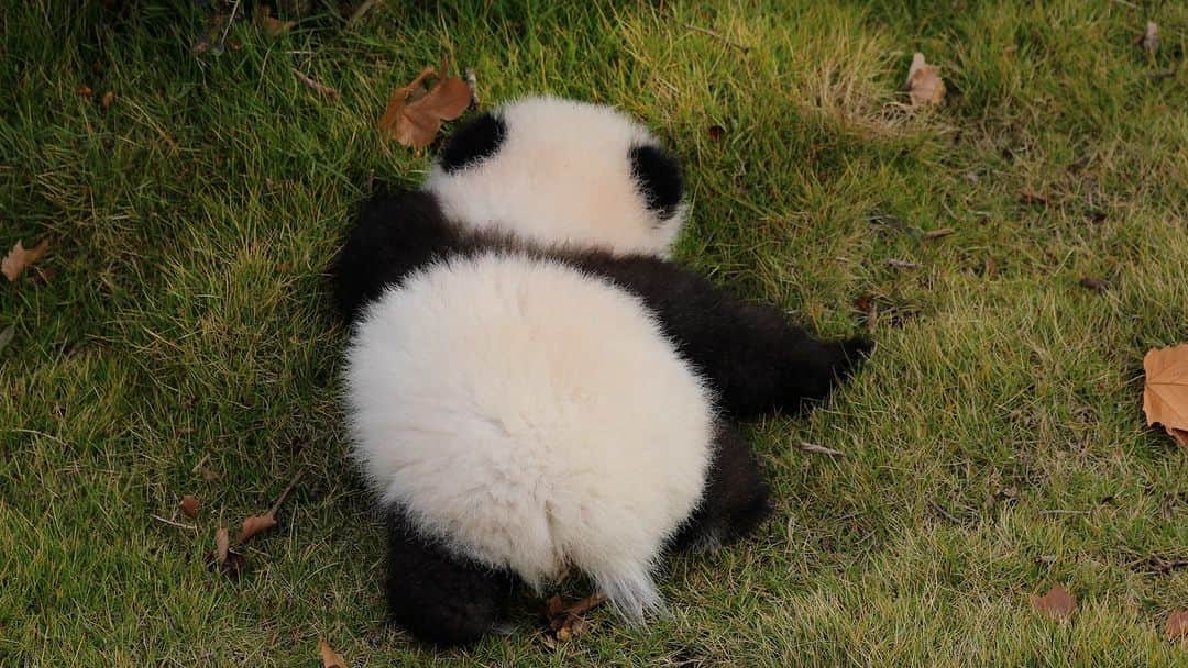 iPandaのインスタグラム：「Panda Ao Bai is as flat as a piece of sheet moving on the grass.  🐼 🐼 🐼 #Panda #iPanda #Cute #HiPanda #ChengduPandaBase #HowGiantPandasGrowUp  For more panda information, please check out: https://en.ipanda.com」
