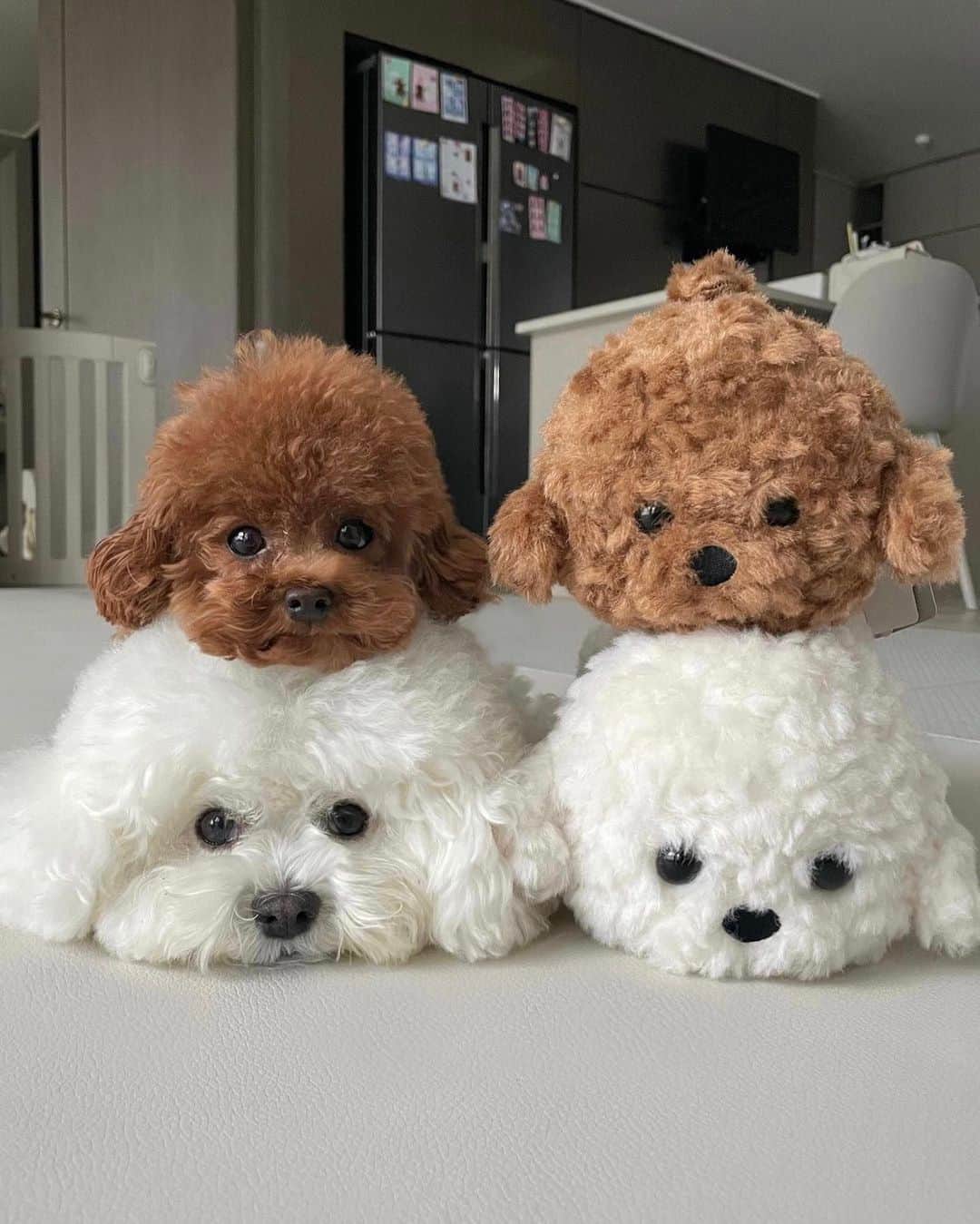 SHEINのインスタグラム：「Which ones are the real @arang2o_o sisters?? 🐶❤️🐶 Can you sniff out the truth? 🧐👇  #SHEINinspo」