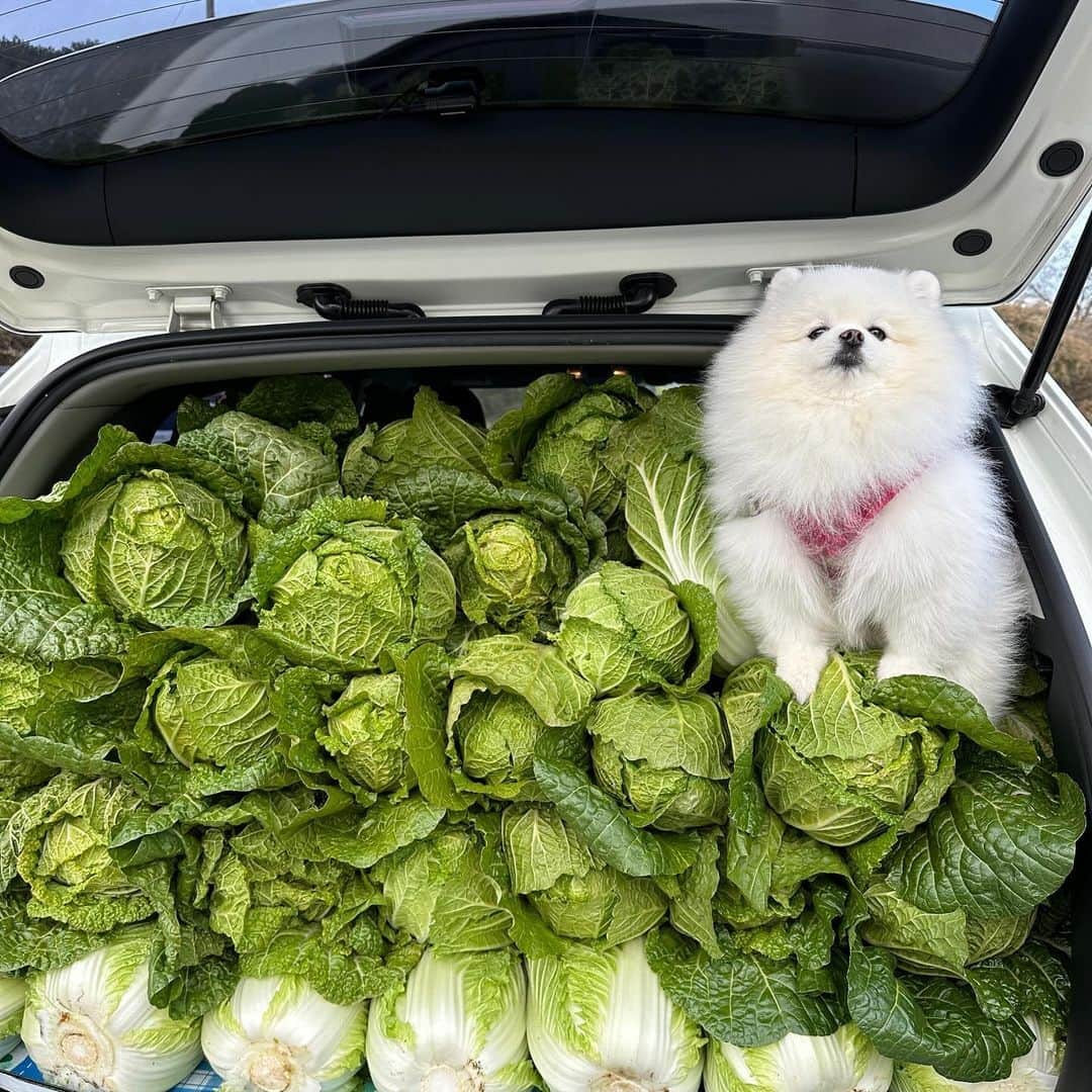 8crapさんのインスタグラム写真 - (8crapInstagram)「Drowning in the cabbage buffet 🥬 - 📷 @hongsn0w - #barked #dog #doggo #Pomeranian #Pom」11月28日 0時30分 - barked