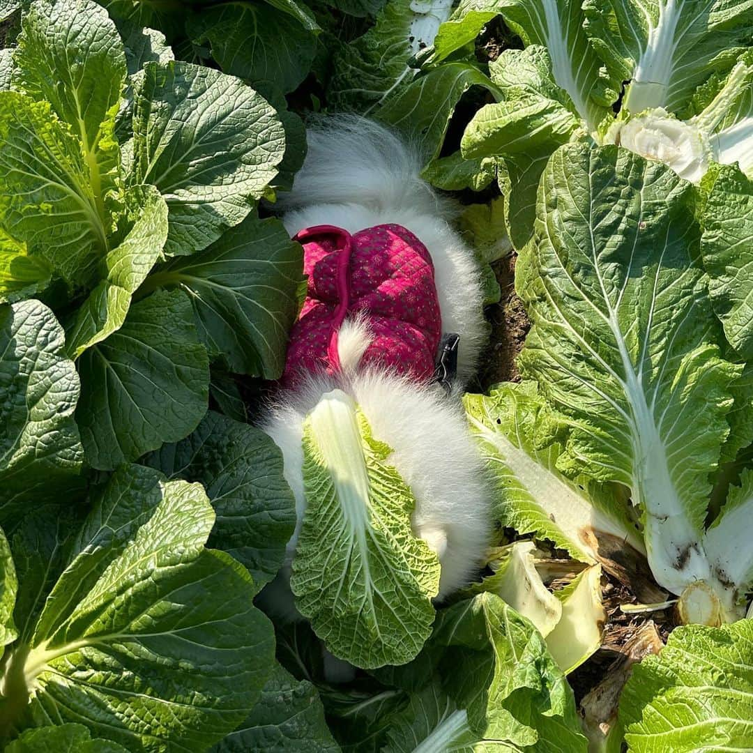 8crapさんのインスタグラム写真 - (8crapInstagram)「Drowning in the cabbage buffet 🥬 - 📷 @hongsn0w - #barked #dog #doggo #Pomeranian #Pom」11月28日 0時30分 - barked