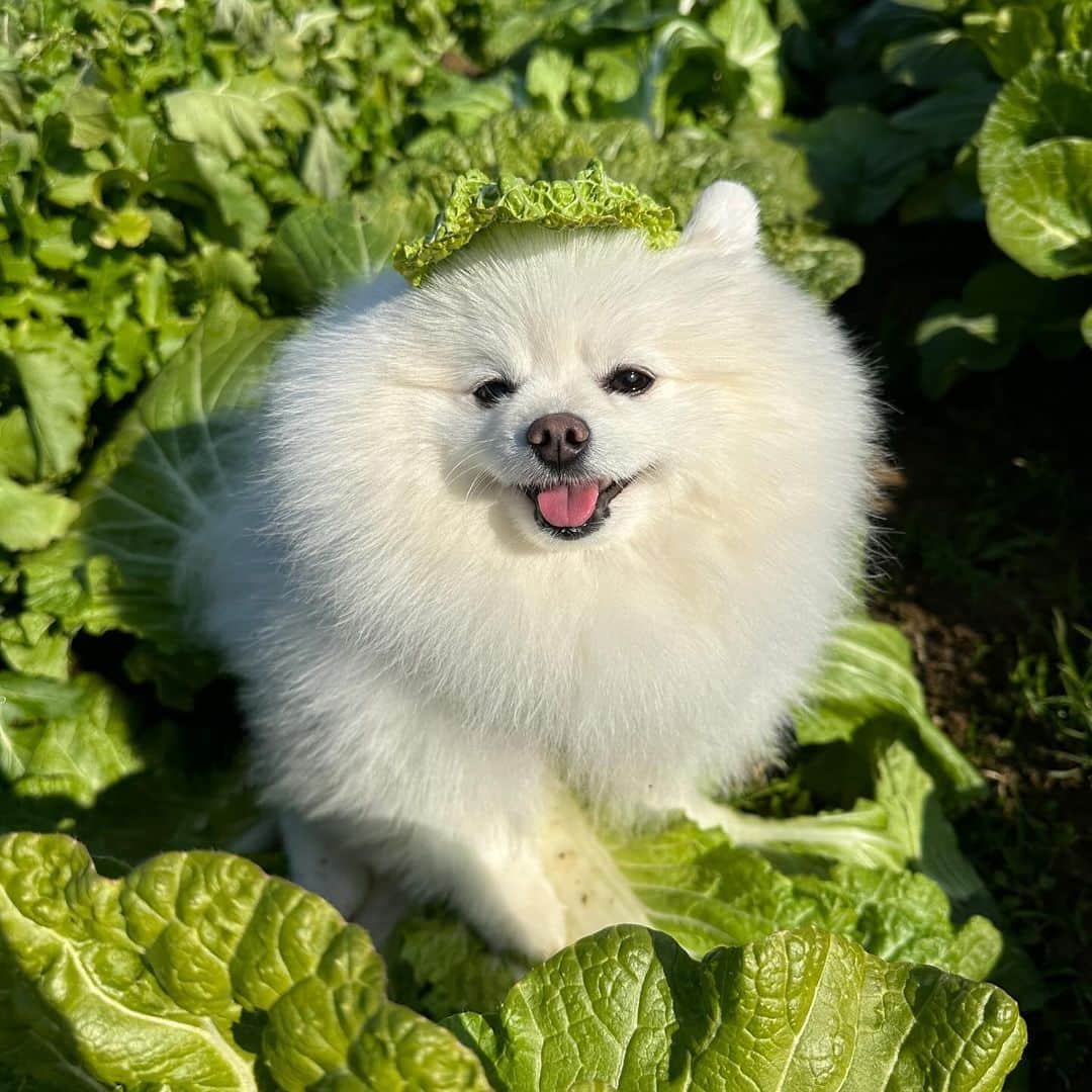 8crapのインスタグラム：「Drowning in the cabbage buffet 🥬 - 📷 @hongsn0w - #barked #dog #doggo #Pomeranian #Pom」