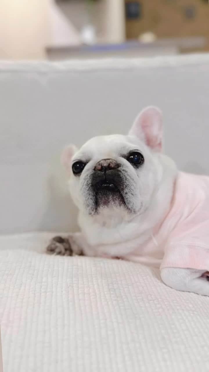 Udon うどんのインスタグラム：「最近のおれとあられ。おやすみなさい。 #おまたのシミもかわいい  . #frenchies1 #frenchie #frenchbulldog #instafrenchie #exotic #exoticshorthair #cat #フレブル #フレンチブルドッグ #猫 #エキゾチックショートヘア #エキゾチック #猫のいる暮らし #犬のいる暮らし #犬と猫のいる暮らし #異國短毛貓 #ねこ」