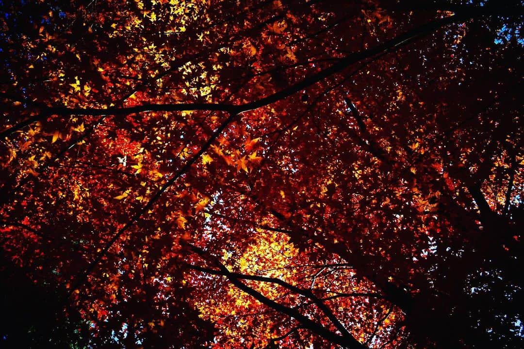 佐藤東弥のインスタグラム：「今年は遅かったですね 紅葉 今日はあまり寒くなくて良かった さあ東京へ帰りましょう」