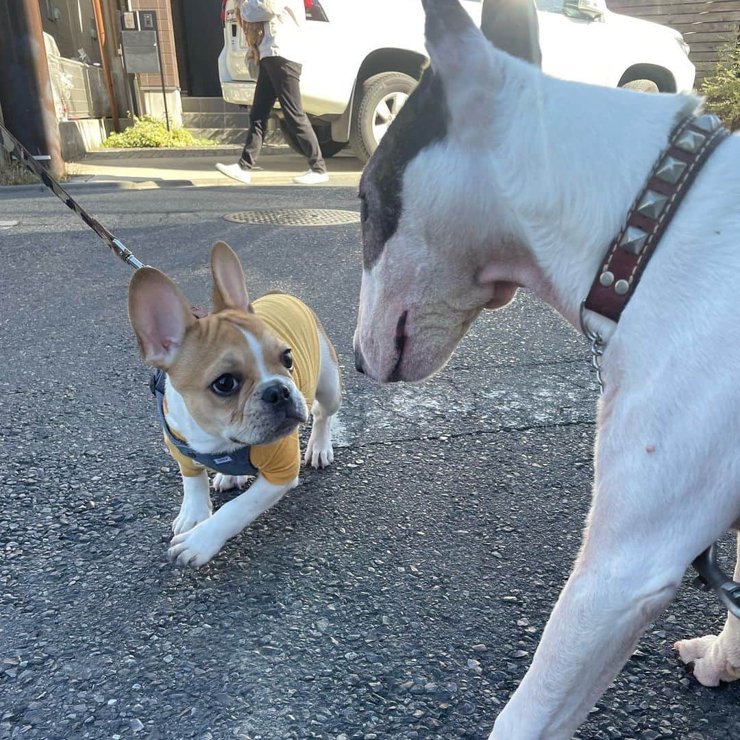 Q太郎のインスタグラム：「#minituru#bull#terrier#minibullterrier#miniturubullterrier#dog#dogstagram#cute#qtaro#love#family#ミニチュア#ブルテリア#ミニチュアブルテリア#Q太郎#フレブルちゃん#フレンチブルドッグ」