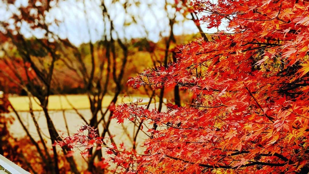 法政大学のインスタグラム：「＼多摩キャンパスの秋風景をお届け／ もうすぐ12月。だいぶ寒くなってきましたね。 学生のみなさん！体調気を付けて、残りの秋学期お過ごしください～。 有意義な学校生活を過ごせることを願っています～。  #法政大学 #法政 #大学 #春から法政 #春から大学生 #受験生 #多摩 #キャンパスライフ #大学生活 #試験 #勉強 #授業 #サークル #大学受験 #受験 #紅葉 #秋 #HOSEI #hoseiuniversity #hosei #university #student #campuslife」