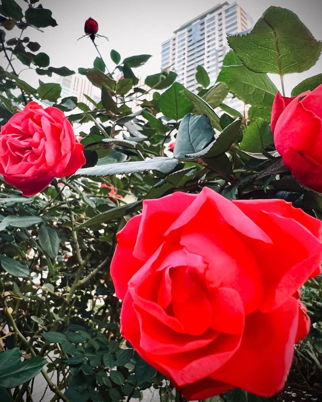 朝倉さやさんのインスタグラム写真 - (朝倉さやInstagram)「こんなに寒いのに しっかり咲いててかっこいい。  咲きながら次の枝を成長させて 繰り返し花を咲かせるんだど。 やっぱりかっこいい🌹  #チェリーボニカ」11月27日 16時40分 - asakurasaya