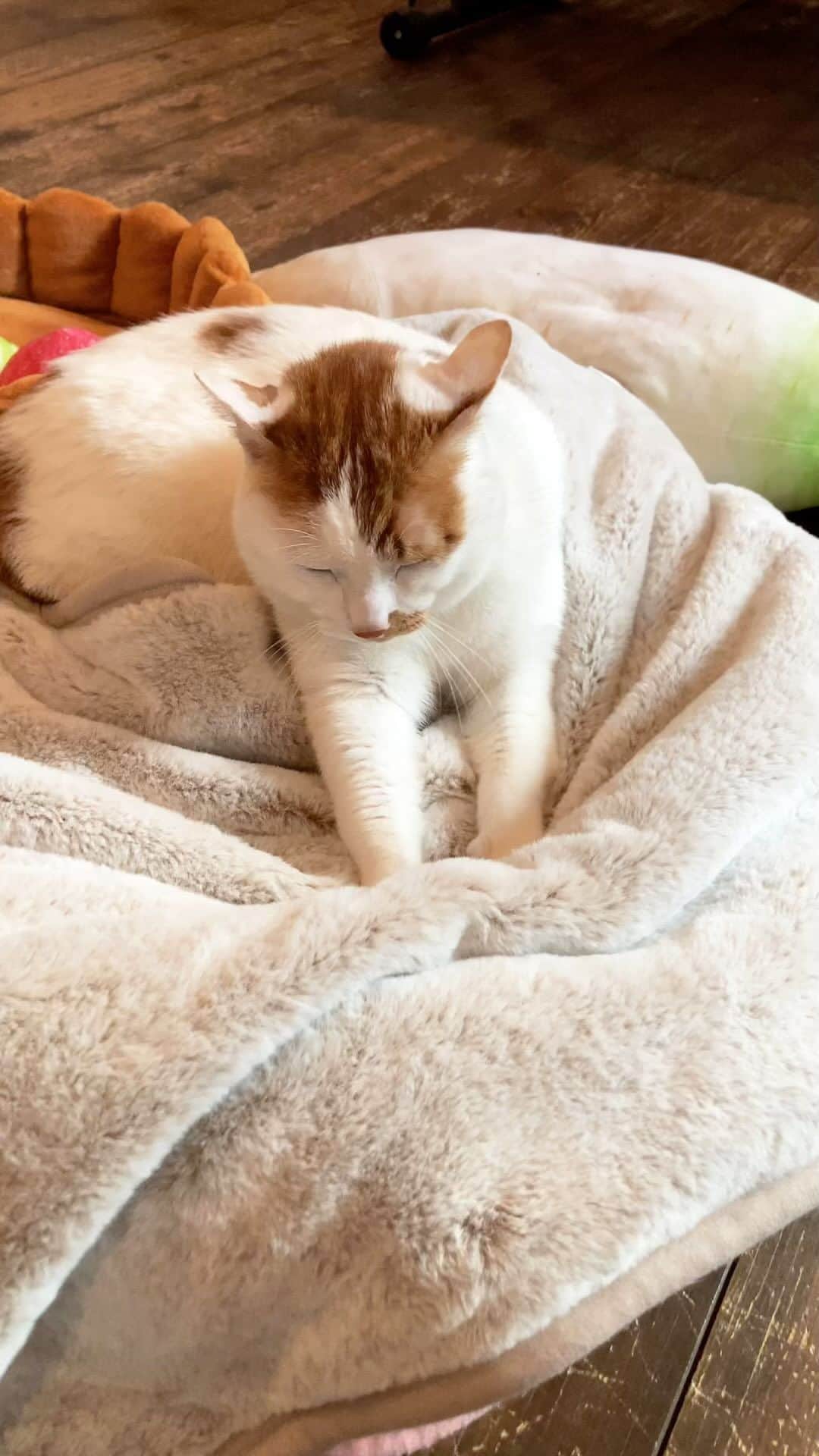いちタルのインスタグラム：「🐈🐈🐈🐈🐈🐈 今朝のめざましテレビでやってた 今年バズった物のひとつ #猫フィール は ニャンズ用に膝掛け 人間用に毛布 所持しております 🐈🐈🐈🐈🐈🐈 #猫 #ねこ #ネコ #cat」