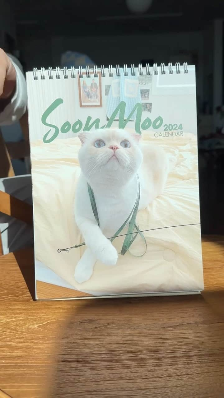 SoonMooのインスタグラム：「🔜 2024년 순무달력 1차 오픈 사전 공지  11/28 화요일 오후 8시에 순무 프로필링크에서 구매하실 수 있어요! 순무가 이번에 유독 협조를 안해줘서 (갑자기 달력 보면 도망다님😂) 순무랑 사진을 많이 못 찍었는데🥹 계속 사진 찍히길 기다리다가는 오픈이 너무 늦어질 것 같아 그냥 오픈하려해요.  영상은 햇빛이 많이 들어올 때 찍어서 달력이 좀 밝게 찍혔는데, 이번 삼각대 컬러는 버터색이랍니다🧈💛  그럼 올해도 잘 부탁드려요!  #순무달력 #순무 #SoonMoo」