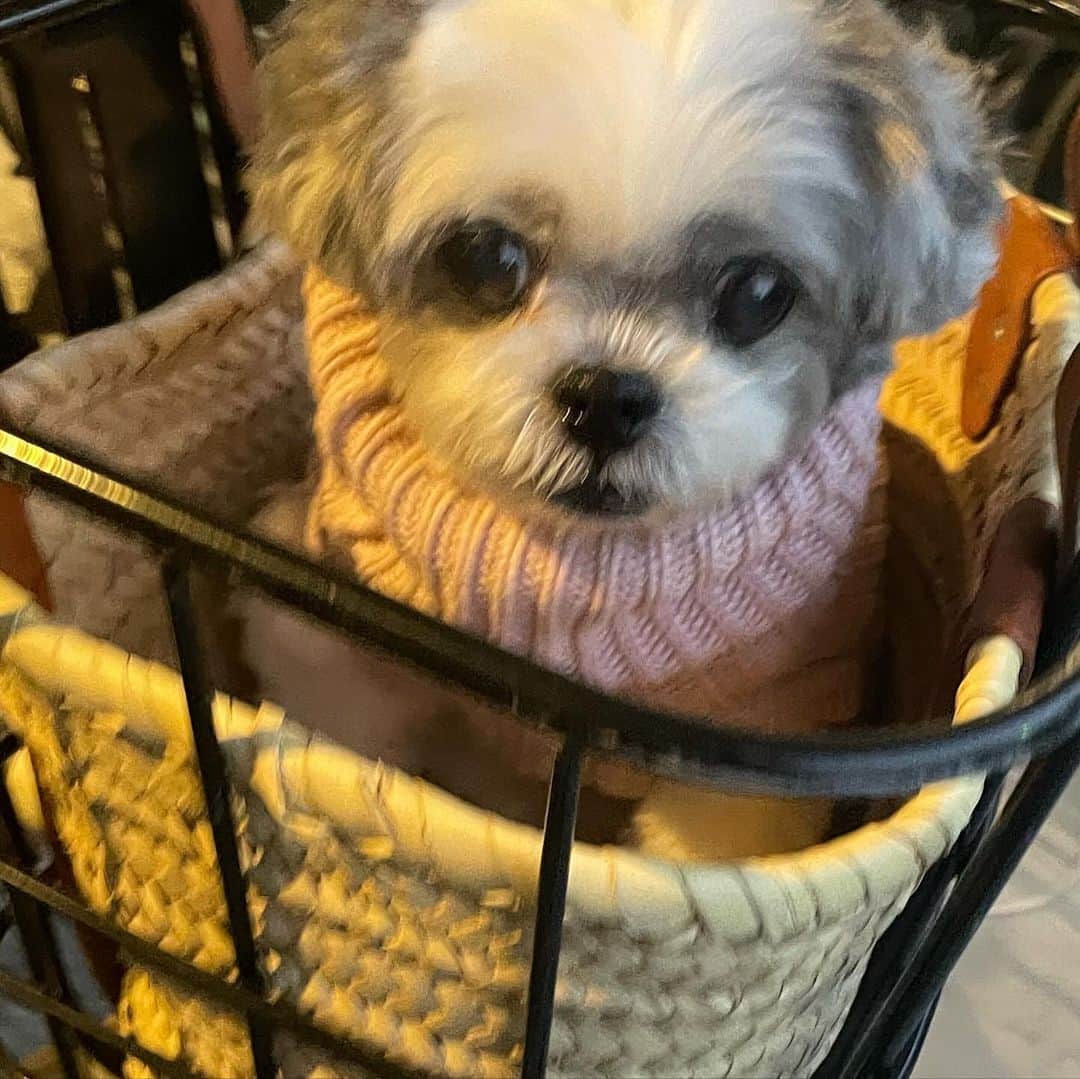 濱田マサルさんのインスタグラム写真 - (濱田マサルInstagram)「移動中🙄🙄🙄  #濱田もち  5枚目が1番性格が出ています😅」11月27日 16時46分 - hamadamasaru