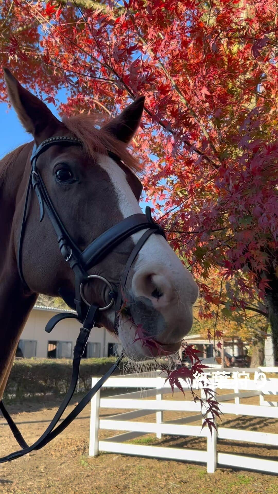 林伸伍のインスタグラム：「紅葉狩り🍁」