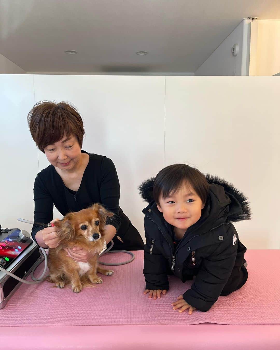 大石ほのかのインスタグラム：「@doubutu_seitai に行ってきました🚗 ³₃🐶 最近浮腫がとれて周りに言われるくらいほんっと痩せてスッキリして足も軽やかになったここなさん🐶 目あにもなくなり匂いも良くなった♪ どんどん若返る！」