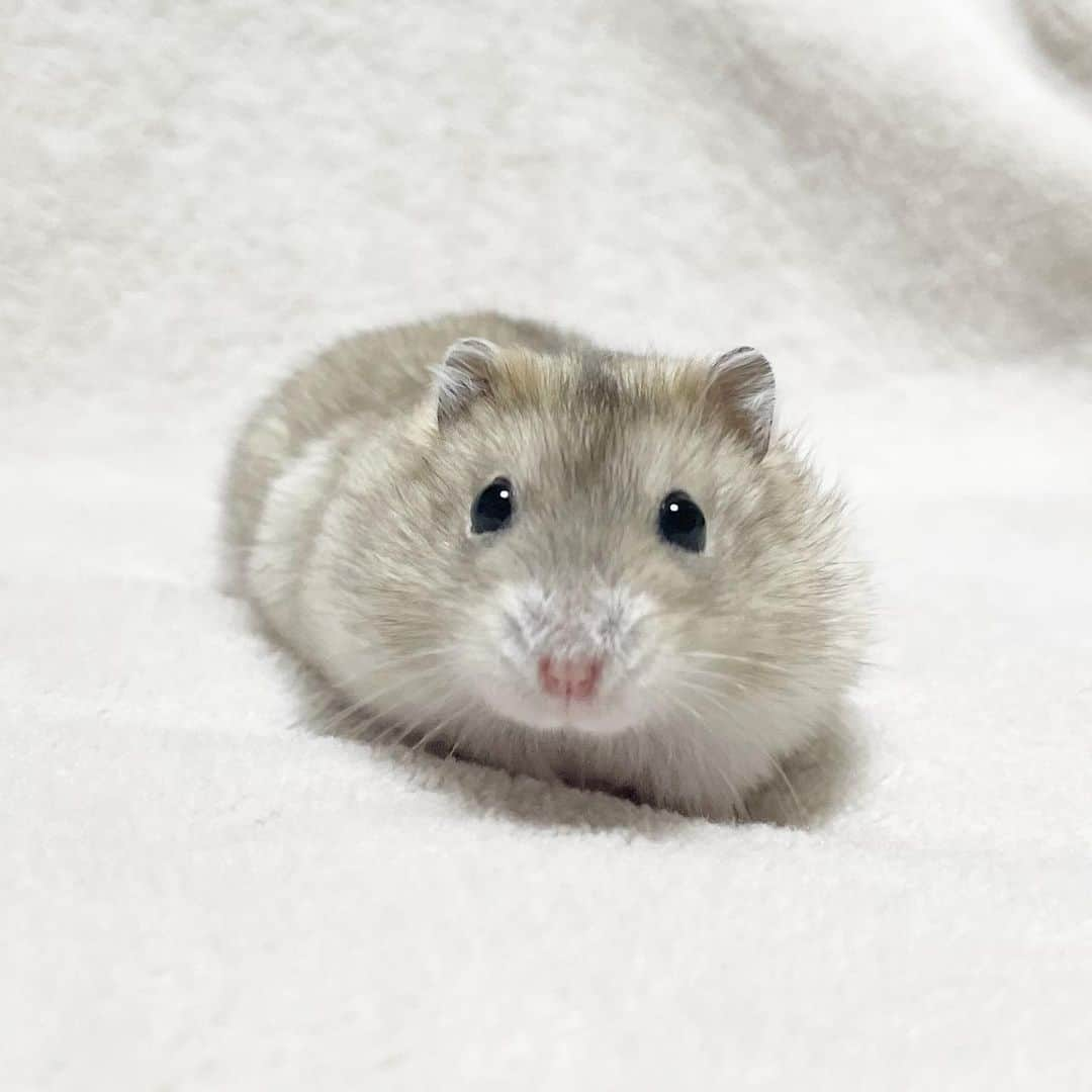 hamster_mocoのインスタグラム：「✻*˸ꕤ*˸*⋆。✻*˸ꕤ*˸*⋆。✻*˸ꕤ*˸*⋆。 ゆずちゃん🍊生後3ヶ月と8日  お迎えから2ヶ月が過ぎ、すっかりasahi家の子になりました😊🐹🏠これからも元気に長生きしようね✨️ 2023.11.27 ✻*˸ꕤ*˸*⋆。✻*˸ꕤ*˸*⋆。✻*˸ꕤ*˸*⋆。  #ハムスターゆず#ハムスター#ジャンガリアンハムスター#ジャンガリアン#ジャンガリアンプディング#プディングジャンガリアン#イエロージャンガリアン#ふわもこ部 #モフモフ#ペット#親バカ部 #hamster#djungarian#hamstagram#hammy#happy_pets#PET_OF_OUR_WORLD#igersjp#ig_japan#instapet#weeklyfluff#kawaii#cute#仓鼠#정글리안#햄스터」