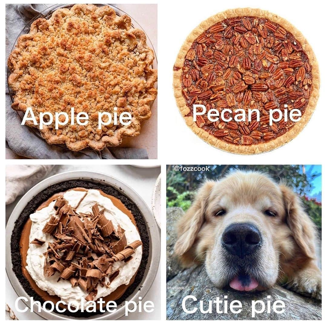 8crapさんのインスタグラム写真 - (8crapInstagram)「What’s your favorite pie? - 📷 @fozzcook - #barked #dog #doggo #GoldenRetriever」11月27日 17時12分 - barked