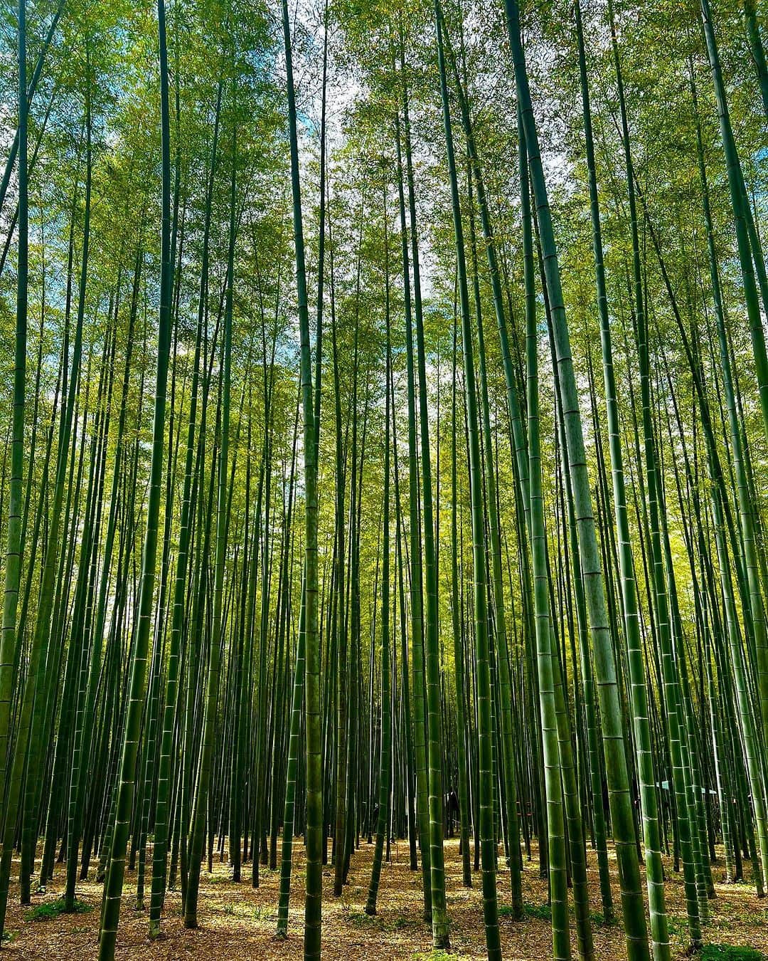 TOBU RAILWAY（東武鉄道）さんのインスタグラム写真 - (TOBU RAILWAY（東武鉄道）Instagram)「. . 📍Tochigi – Bamboo Forest Wakayama Farm A famous Tochigi spot where you can be healed by bamboo! . The Bamboo Forest in Wakayama Farm is located in Utsunomiya City in Tochigi Prefecture. It is a famous tourist spot where a grand bamboo forest spreads out before you! It is often used when shooting movies and commercials and is quite famous in Tochigi Prefecture.  There are plenty of activities here, and you can experience camping and bamboo crafts in the forest, as well as season-limited bamboo shoot picking. At the teahouse in the bamboo forest, you can enjoy matcha powdered tea in dining ware made with bamboo. We highly recommend it for visitors looking to relax. The bamboo forest is lit up with illumination at night, making it well worth a visit! . 📸by @ebi_net2 Thank you ! . . . . Please comment "💛" if you impressed from this post. Also saving posts is very convenient when you look again :) . . #visituslater #stayinspired #nexttripdestination . . #tochigi #bamboo #bambooforestwakayamafarm #touristspot #recommend #japantrip #travelgram #tobujapantrip #unknownjapan #jp_gallery #visitjapan #japan_of_insta #art_of_japan #instatravel #japan #instagood #travel_japan #exoloretheworld #ig_japan #explorejapan #travelinjapan #beautifuldestinations #toburailway #japan_vacations」11月27日 18時00分 - tobu_japan_trip