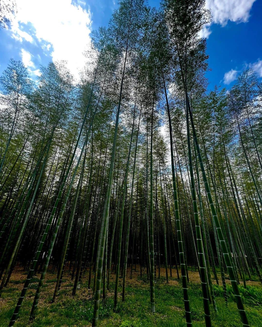 TOBU RAILWAY（東武鉄道）さんのインスタグラム写真 - (TOBU RAILWAY（東武鉄道）Instagram)「. . 📍Tochigi – Bamboo Forest Wakayama Farm A famous Tochigi spot where you can be healed by bamboo! . The Bamboo Forest in Wakayama Farm is located in Utsunomiya City in Tochigi Prefecture. It is a famous tourist spot where a grand bamboo forest spreads out before you! It is often used when shooting movies and commercials and is quite famous in Tochigi Prefecture.  There are plenty of activities here, and you can experience camping and bamboo crafts in the forest, as well as season-limited bamboo shoot picking. At the teahouse in the bamboo forest, you can enjoy matcha powdered tea in dining ware made with bamboo. We highly recommend it for visitors looking to relax. The bamboo forest is lit up with illumination at night, making it well worth a visit! . 📸by @ebi_net2 Thank you ! . . . . Please comment "💛" if you impressed from this post. Also saving posts is very convenient when you look again :) . . #visituslater #stayinspired #nexttripdestination . . #tochigi #bamboo #bambooforestwakayamafarm #touristspot #recommend #japantrip #travelgram #tobujapantrip #unknownjapan #jp_gallery #visitjapan #japan_of_insta #art_of_japan #instatravel #japan #instagood #travel_japan #exoloretheworld #ig_japan #explorejapan #travelinjapan #beautifuldestinations #toburailway #japan_vacations」11月27日 18時00分 - tobu_japan_trip