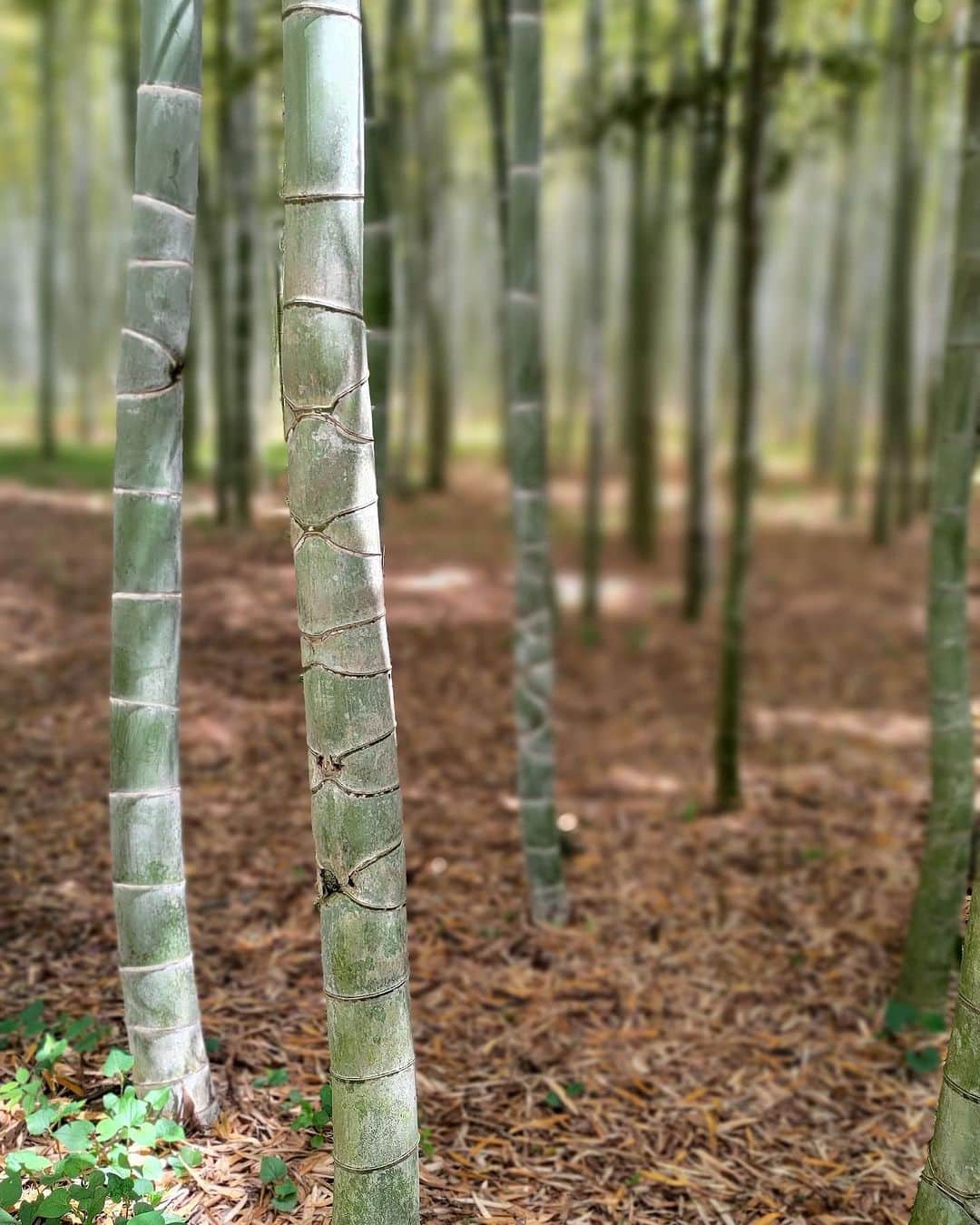 TOBU RAILWAY（東武鉄道）さんのインスタグラム写真 - (TOBU RAILWAY（東武鉄道）Instagram)「. . 📍Tochigi – Bamboo Forest Wakayama Farm A famous Tochigi spot where you can be healed by bamboo! . The Bamboo Forest in Wakayama Farm is located in Utsunomiya City in Tochigi Prefecture. It is a famous tourist spot where a grand bamboo forest spreads out before you! It is often used when shooting movies and commercials and is quite famous in Tochigi Prefecture.  There are plenty of activities here, and you can experience camping and bamboo crafts in the forest, as well as season-limited bamboo shoot picking. At the teahouse in the bamboo forest, you can enjoy matcha powdered tea in dining ware made with bamboo. We highly recommend it for visitors looking to relax. The bamboo forest is lit up with illumination at night, making it well worth a visit! . 📸by @ebi_net2 Thank you ! . . . . Please comment "💛" if you impressed from this post. Also saving posts is very convenient when you look again :) . . #visituslater #stayinspired #nexttripdestination . . #tochigi #bamboo #bambooforestwakayamafarm #touristspot #recommend #japantrip #travelgram #tobujapantrip #unknownjapan #jp_gallery #visitjapan #japan_of_insta #art_of_japan #instatravel #japan #instagood #travel_japan #exoloretheworld #ig_japan #explorejapan #travelinjapan #beautifuldestinations #toburailway #japan_vacations」11月27日 18時00分 - tobu_japan_trip