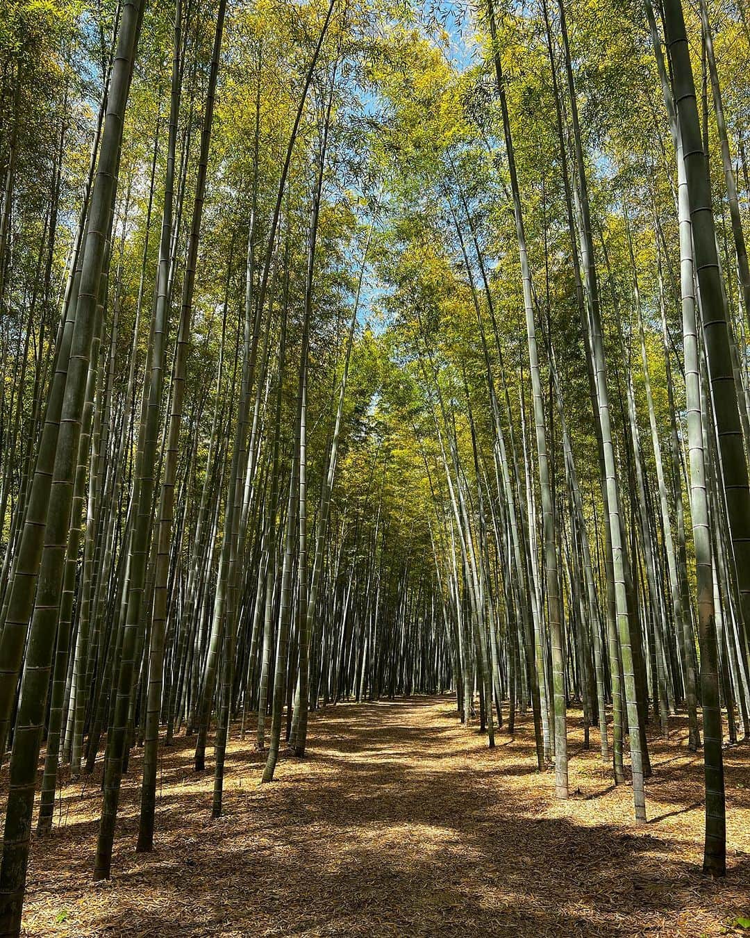 TOBU RAILWAY（東武鉄道）さんのインスタグラム写真 - (TOBU RAILWAY（東武鉄道）Instagram)「. . 📍Tochigi – Bamboo Forest Wakayama Farm A famous Tochigi spot where you can be healed by bamboo! . The Bamboo Forest in Wakayama Farm is located in Utsunomiya City in Tochigi Prefecture. It is a famous tourist spot where a grand bamboo forest spreads out before you! It is often used when shooting movies and commercials and is quite famous in Tochigi Prefecture.  There are plenty of activities here, and you can experience camping and bamboo crafts in the forest, as well as season-limited bamboo shoot picking. At the teahouse in the bamboo forest, you can enjoy matcha powdered tea in dining ware made with bamboo. We highly recommend it for visitors looking to relax. The bamboo forest is lit up with illumination at night, making it well worth a visit! . 📸by @ebi_net2 Thank you ! . . . . Please comment "💛" if you impressed from this post. Also saving posts is very convenient when you look again :) . . #visituslater #stayinspired #nexttripdestination . . #tochigi #bamboo #bambooforestwakayamafarm #touristspot #recommend #japantrip #travelgram #tobujapantrip #unknownjapan #jp_gallery #visitjapan #japan_of_insta #art_of_japan #instatravel #japan #instagood #travel_japan #exoloretheworld #ig_japan #explorejapan #travelinjapan #beautifuldestinations #toburailway #japan_vacations」11月27日 18時00分 - tobu_japan_trip