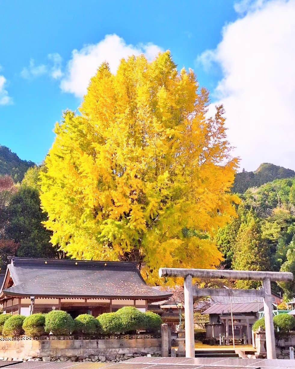 Visit Wakayamaさんのインスタグラム写真 - (Visit WakayamaInstagram)「. Gold rush! Let the 600-year-old, giant golden ginkgo at Niu Jinja (Hasemiya) brighten your day.  📸 @eririn1502 📍 Niu Jinja (Hasemiya), Wakayama . . . . . #discoverjapan #unknownjapan #instajapan #landscape #japan #japantrip #japantravel #beautifuldestinations #wakayama #wakayamagram #explore #adventure #visitwakayama #travelsoon #visitjapan #stayadventurous #igpassport #explorejapan #lonelyplanet #sustainabletourism #goldenginkgo #niujinja #autumninjapan #fallfoliage #fallcolors #ginkgo #kimino #japaneseshrine #ancienttrees #hasemiya」11月27日 18時01分 - visitwakayama