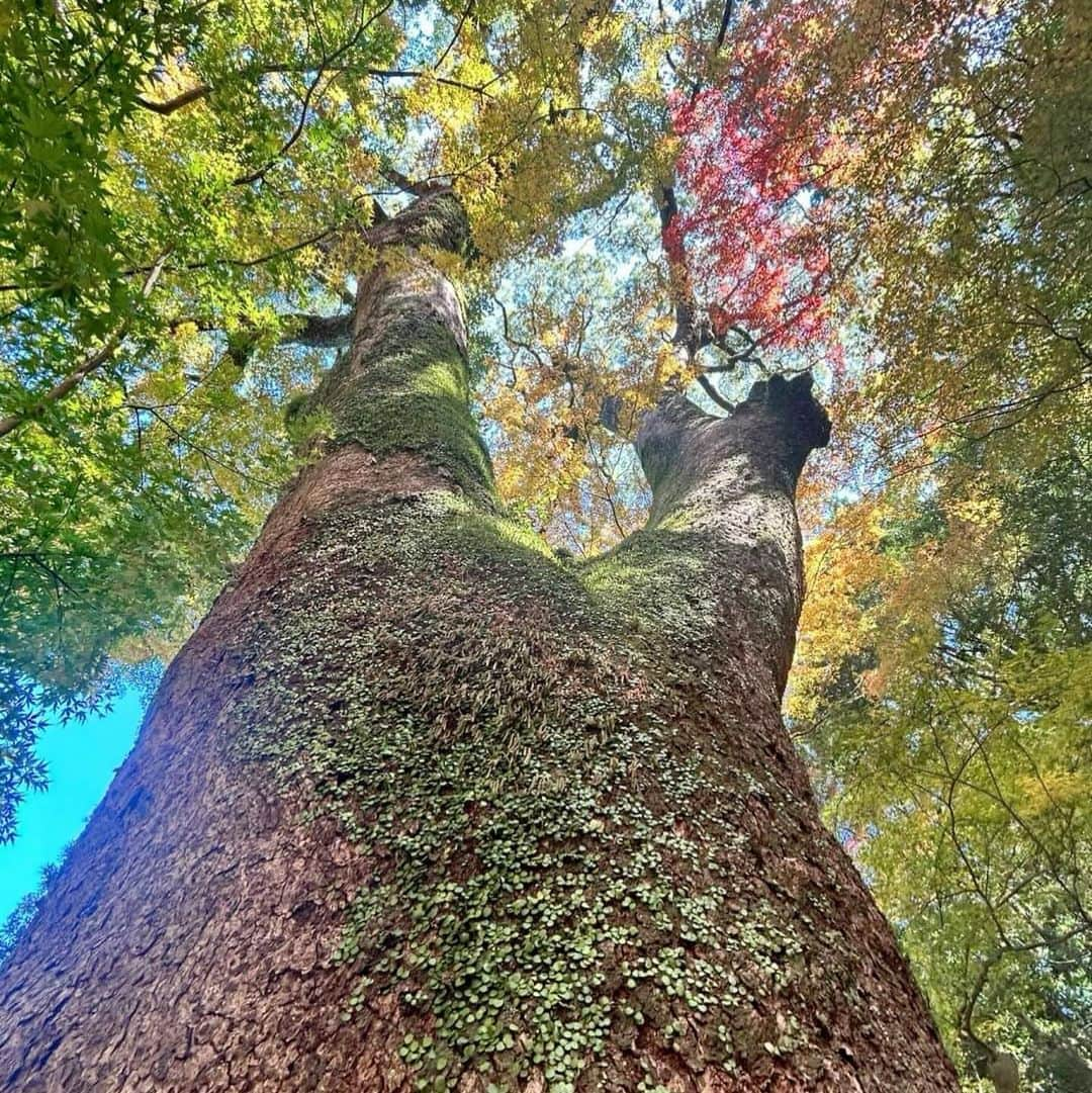 丸高愛実さんのインスタグラム写真 - (丸高愛実Instagram)「福岡にある太宰府天満宮へ✈️ 御祈祷して頂いたよ🙏💓 紅葉がとっても綺麗だった😍  詳しくはYouTube撮ったからUPまでお待ち下さいっ😝  #弾丸福岡旅行 #太宰府天満宮 #丸高私服」11月27日 18時07分 - marutakamanami