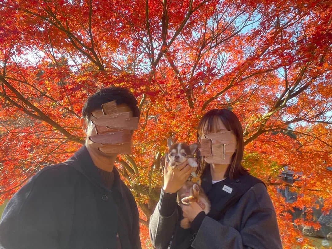 kotaro45さんのインスタグラム写真 - (kotaro45Instagram)「2023.11.27 (月)  昨日の紅葉狩り🍁  とにかく綺麗！ 初の紅葉狩りだったので 大興奮でした！ 私が…笑 また行こうねコタちゃん♡  #コタとおでかけ」11月27日 18時08分 - kotaro45